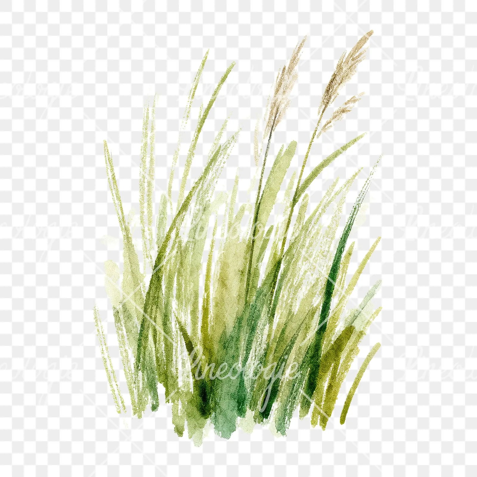 Watercolor tall meadow grass clipart 6 of 9 on a transparent background (PNG)