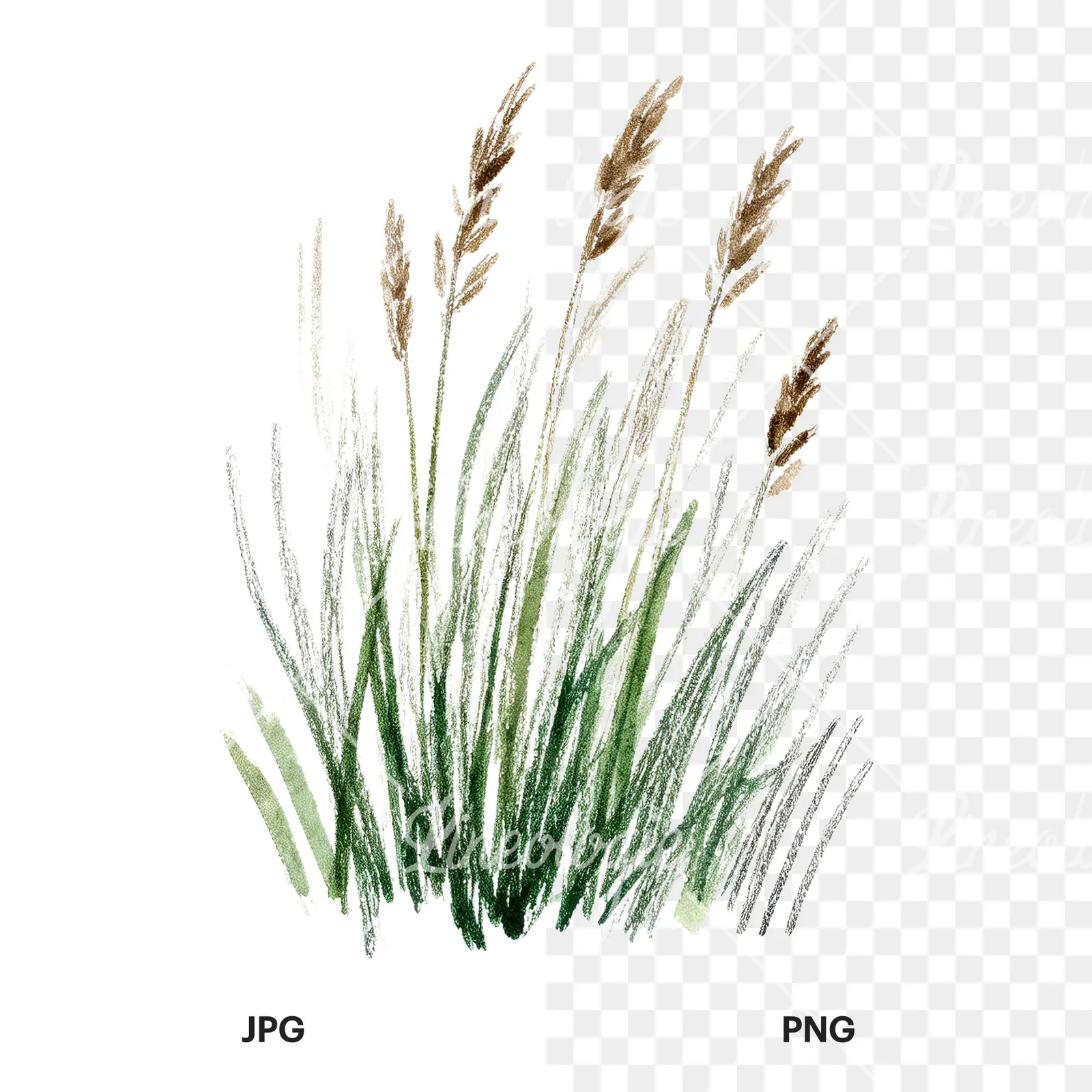 Watercolor tall meadow grass clipart 7 of 9, as a JPG on white and a transparent PNG