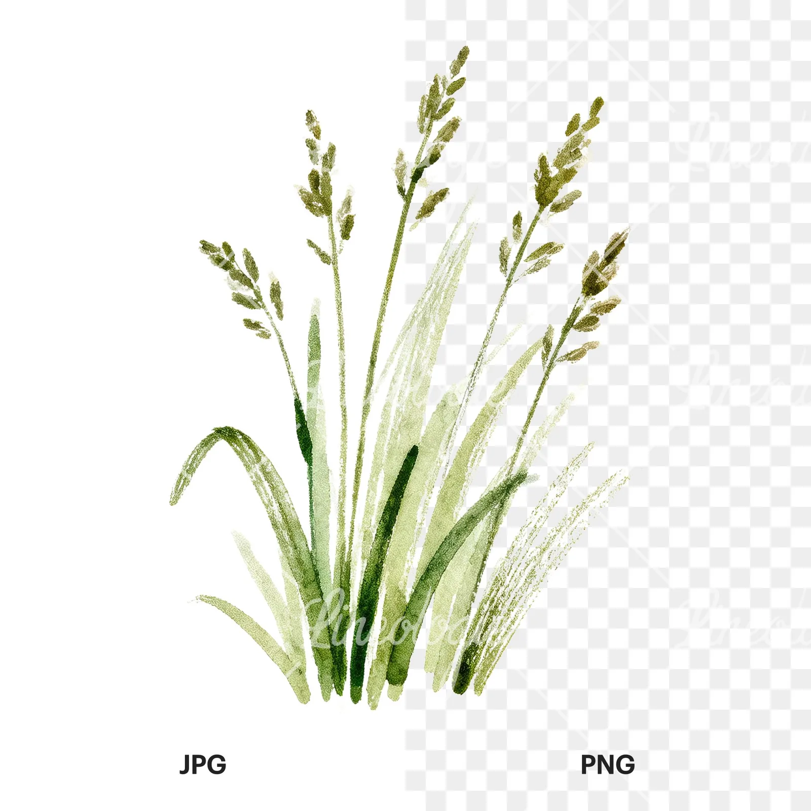Watercolor tall meadow grass clipart 8 of 9, as a JPG on white and a transparent PNG