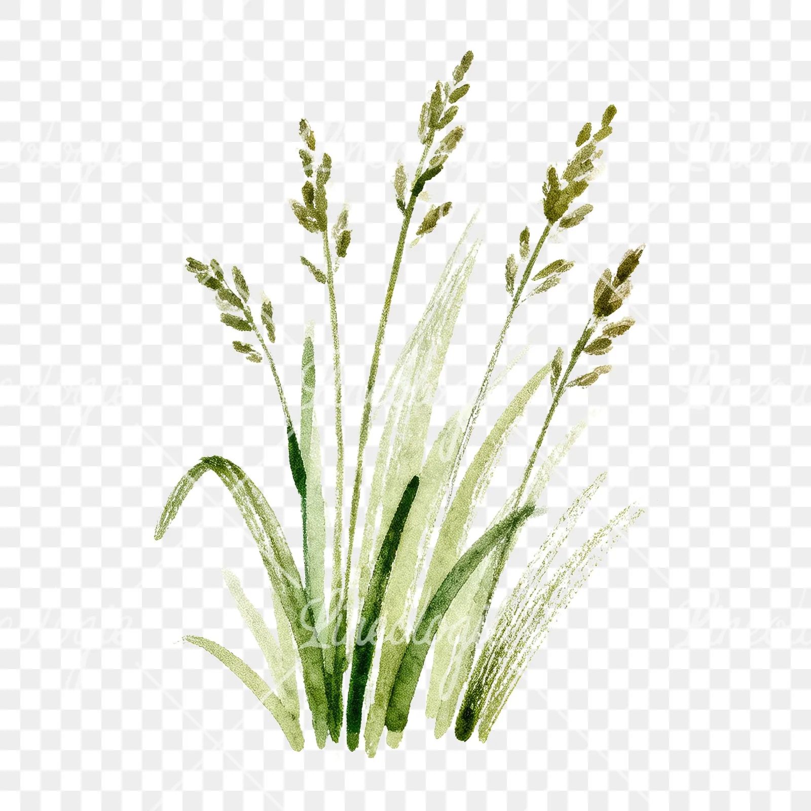 Watercolor tall meadow grass clipart 8 of 9 on a transparent background (PNG)