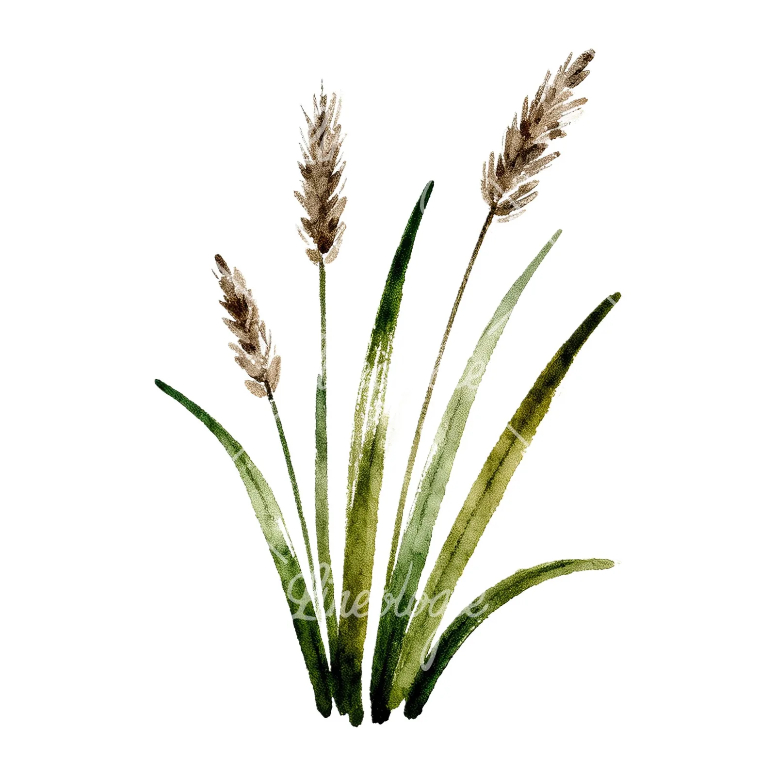 Watercolor tall meadow grass clipart 9 of 9 on a white background (JPG)