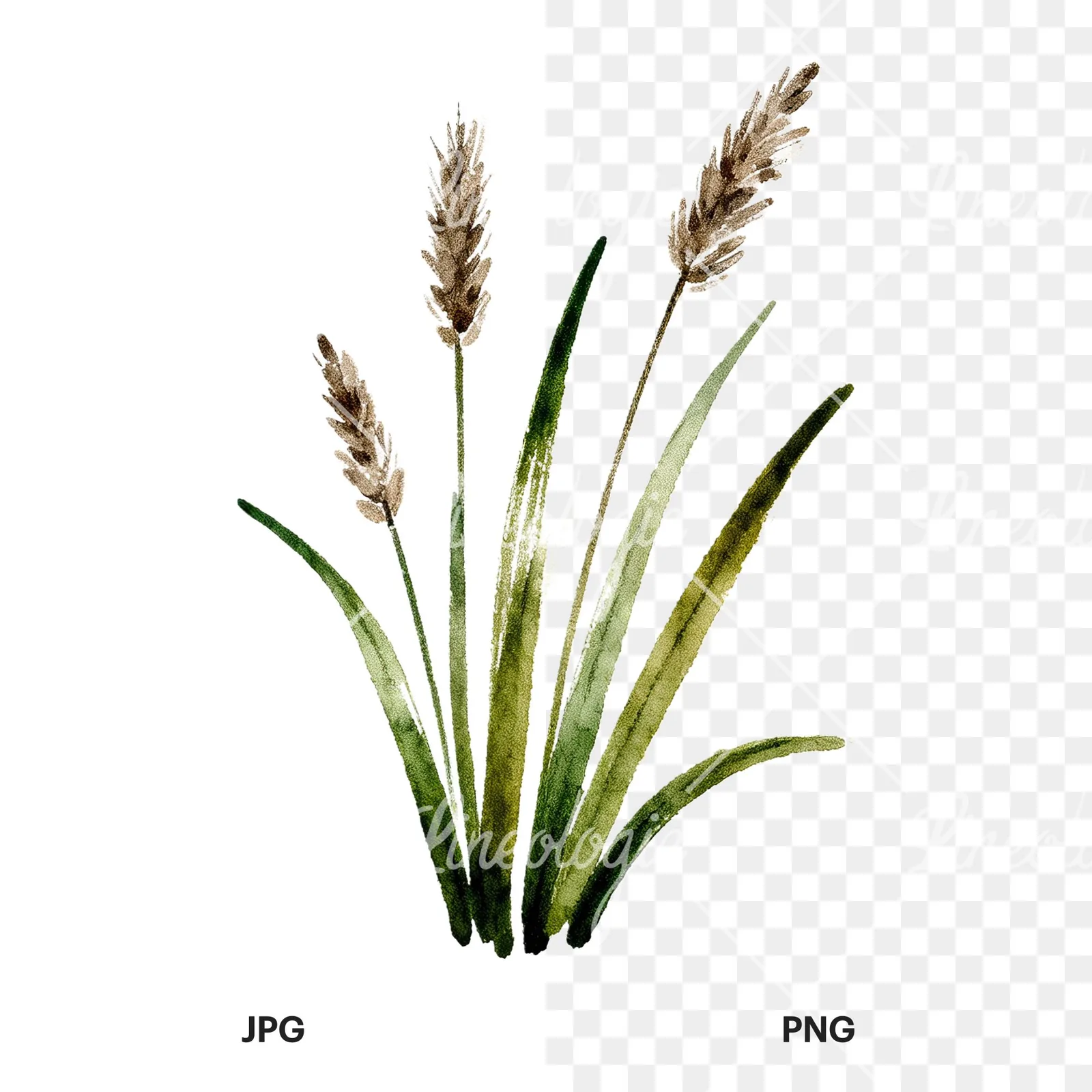 Watercolor tall meadow grass clipart 9 of 9, as a JPG on white and a transparent PNG