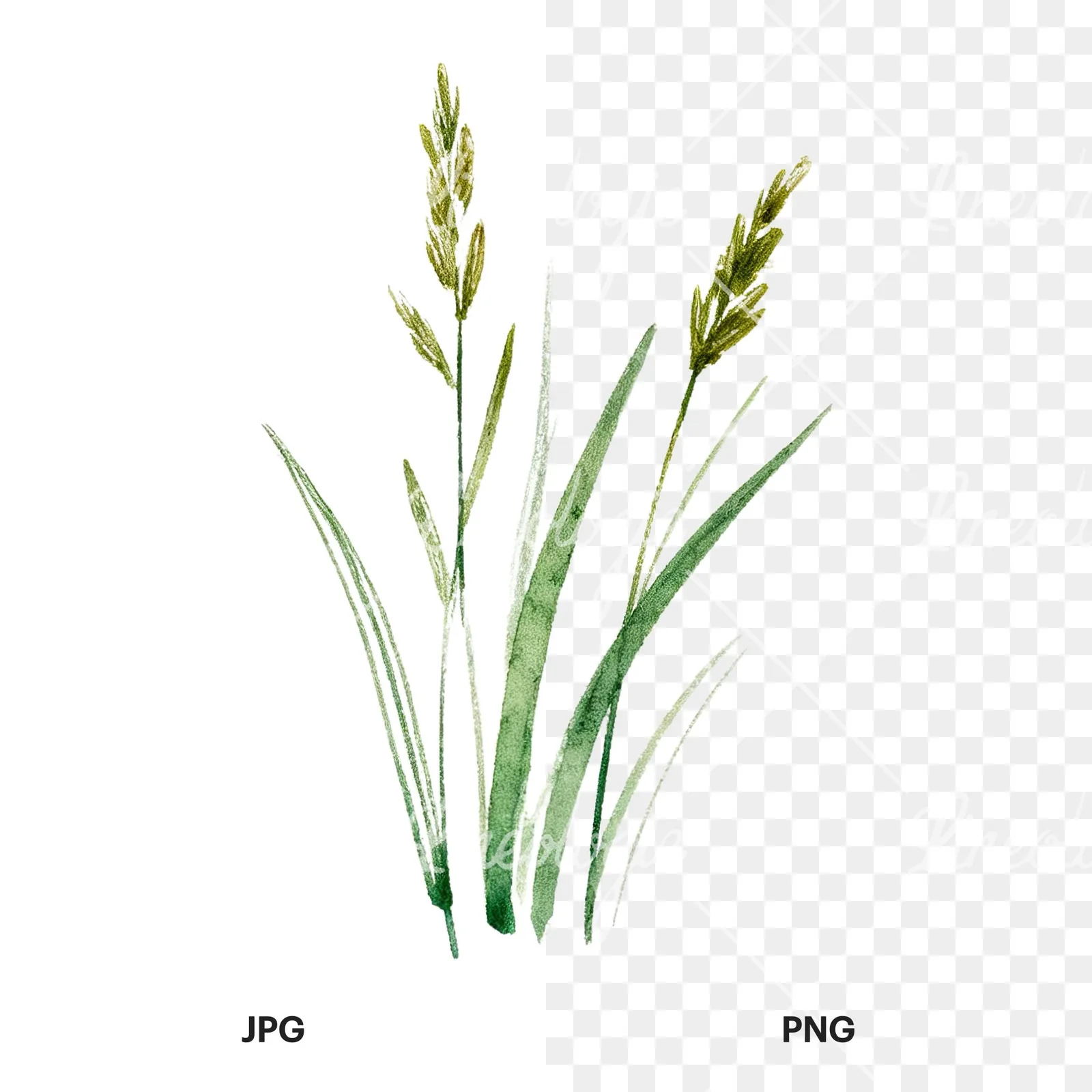 Watercolor dense meadow grass clusters clipart 1 of 9, as a JPG on white and a transparent PNG