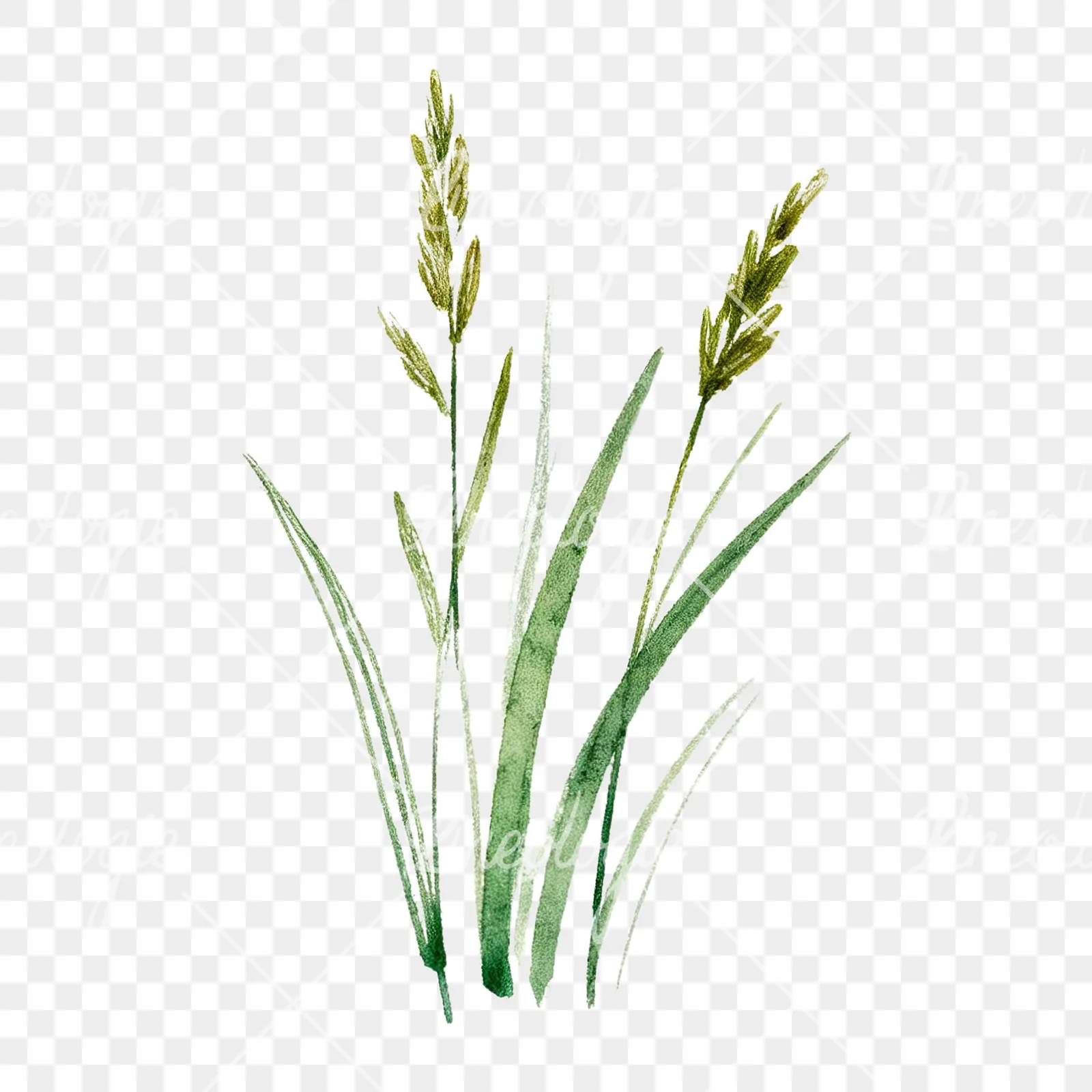 Watercolor dense meadow grass clusters clipart 1 of 9 on a transparent background (PNG)