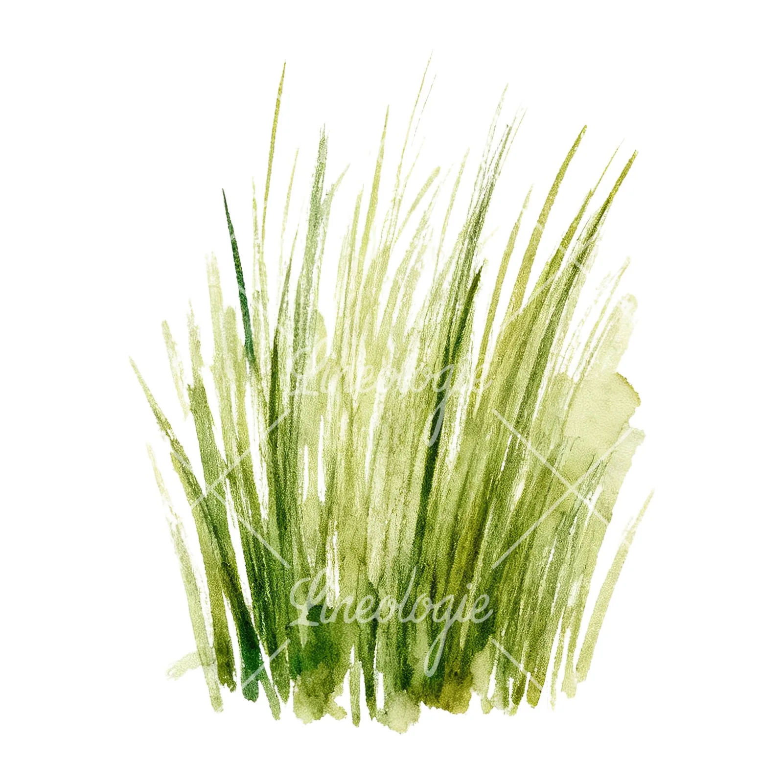 Watercolor dense meadow grass clusters clipart 2 of 9 on a white background (JPG)