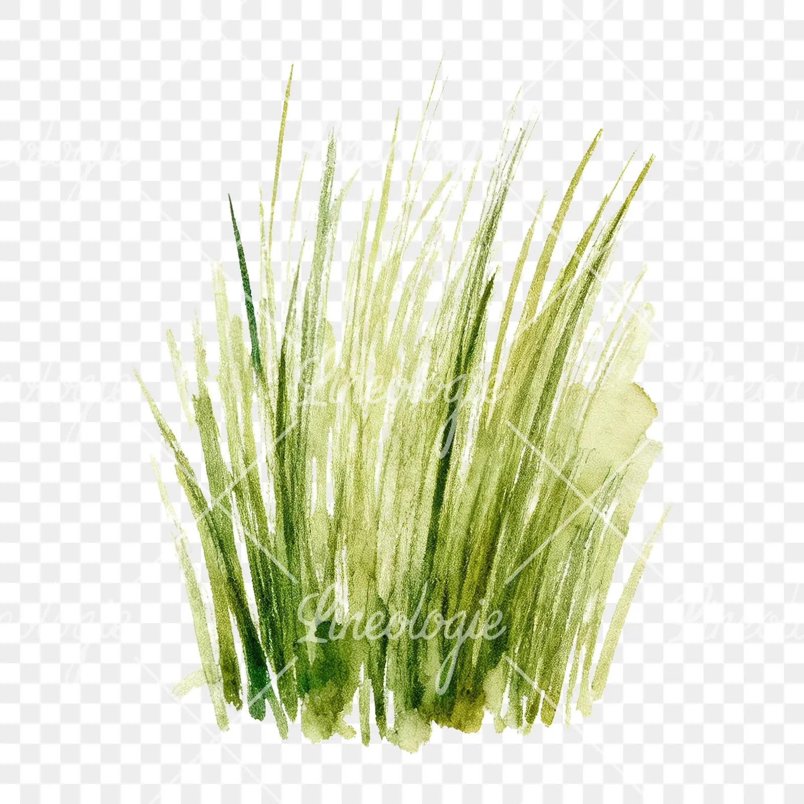 Watercolor dense meadow grass clusters clipart 2 of 9 on a transparent background (PNG)