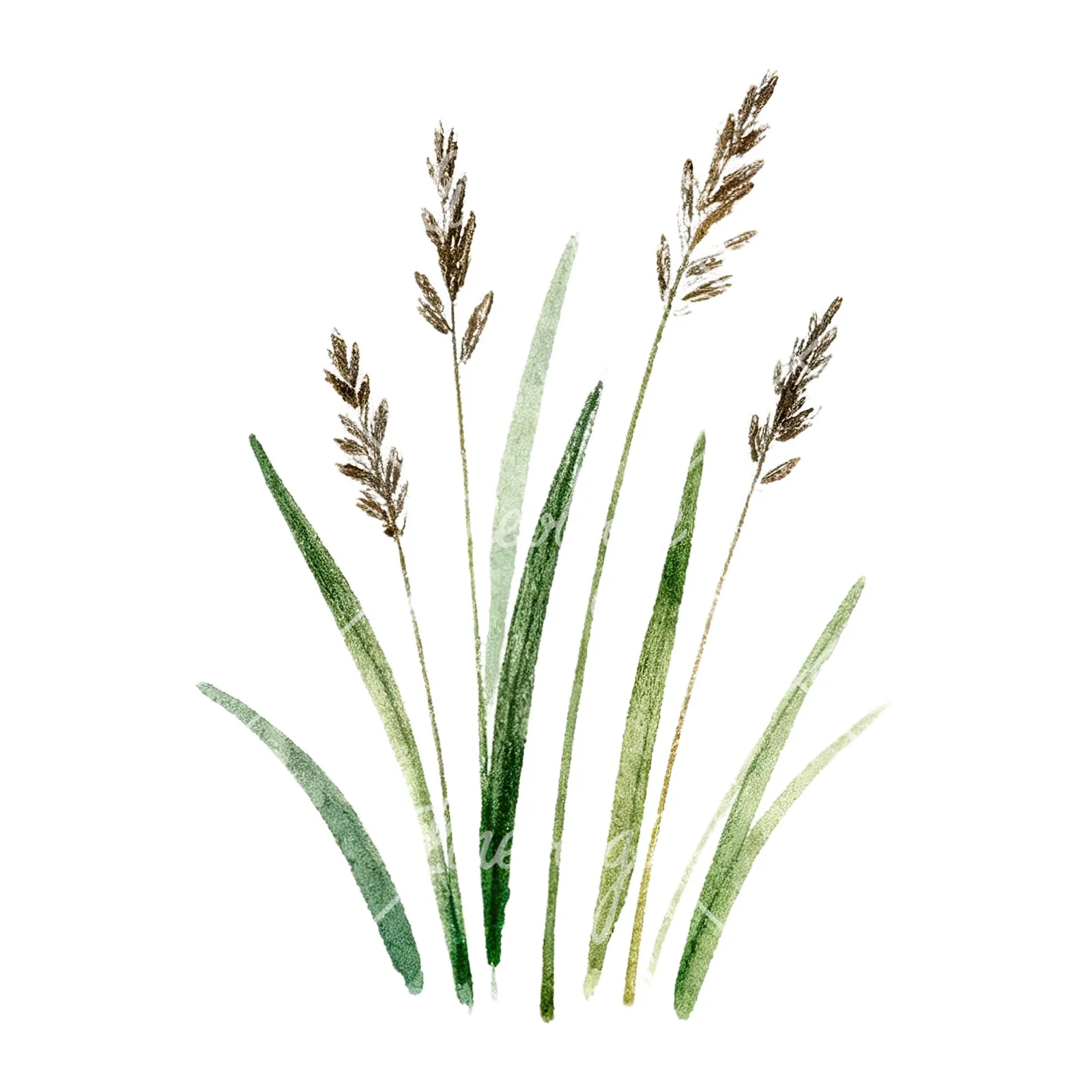 Watercolor dense meadow grass clusters clipart 3 of 9 on a white background (JPG)
