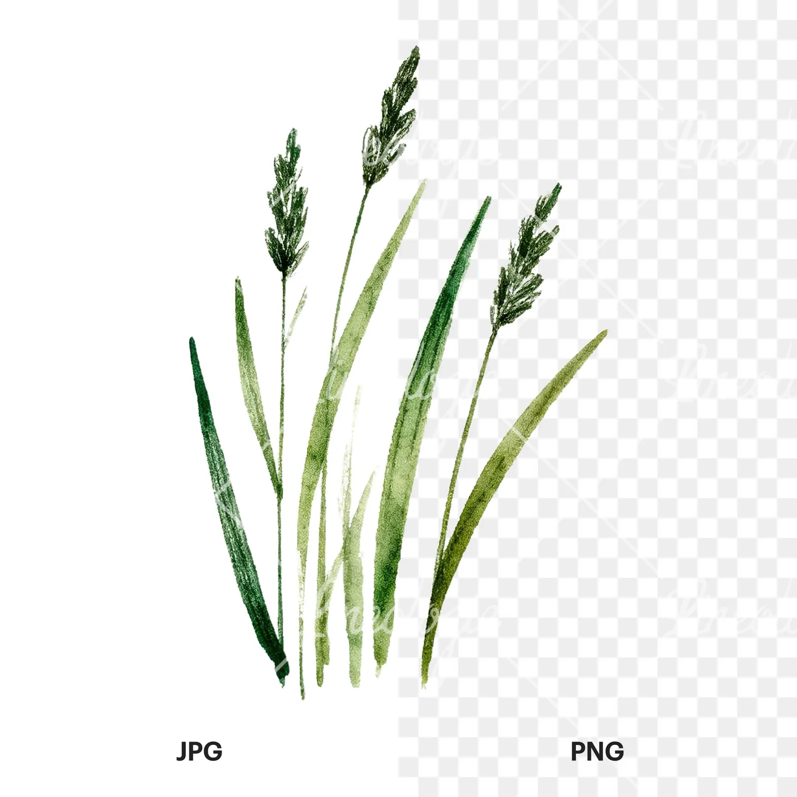 Watercolor dense meadow grass clusters clipart 4 of 9, as a JPG on white and a transparent PNG