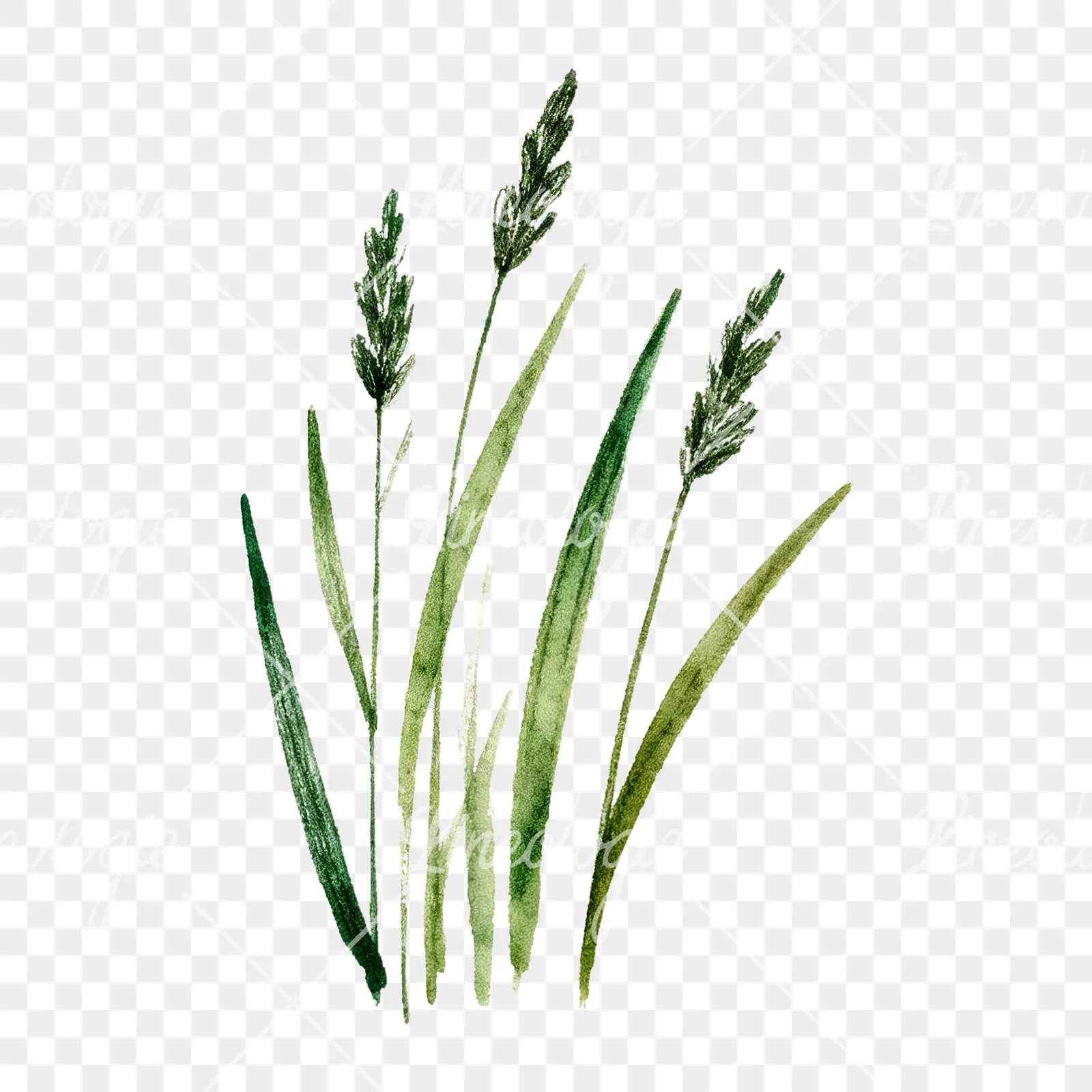 Watercolor dense meadow grass clusters clipart 4 of 9 on a transparent background (PNG)