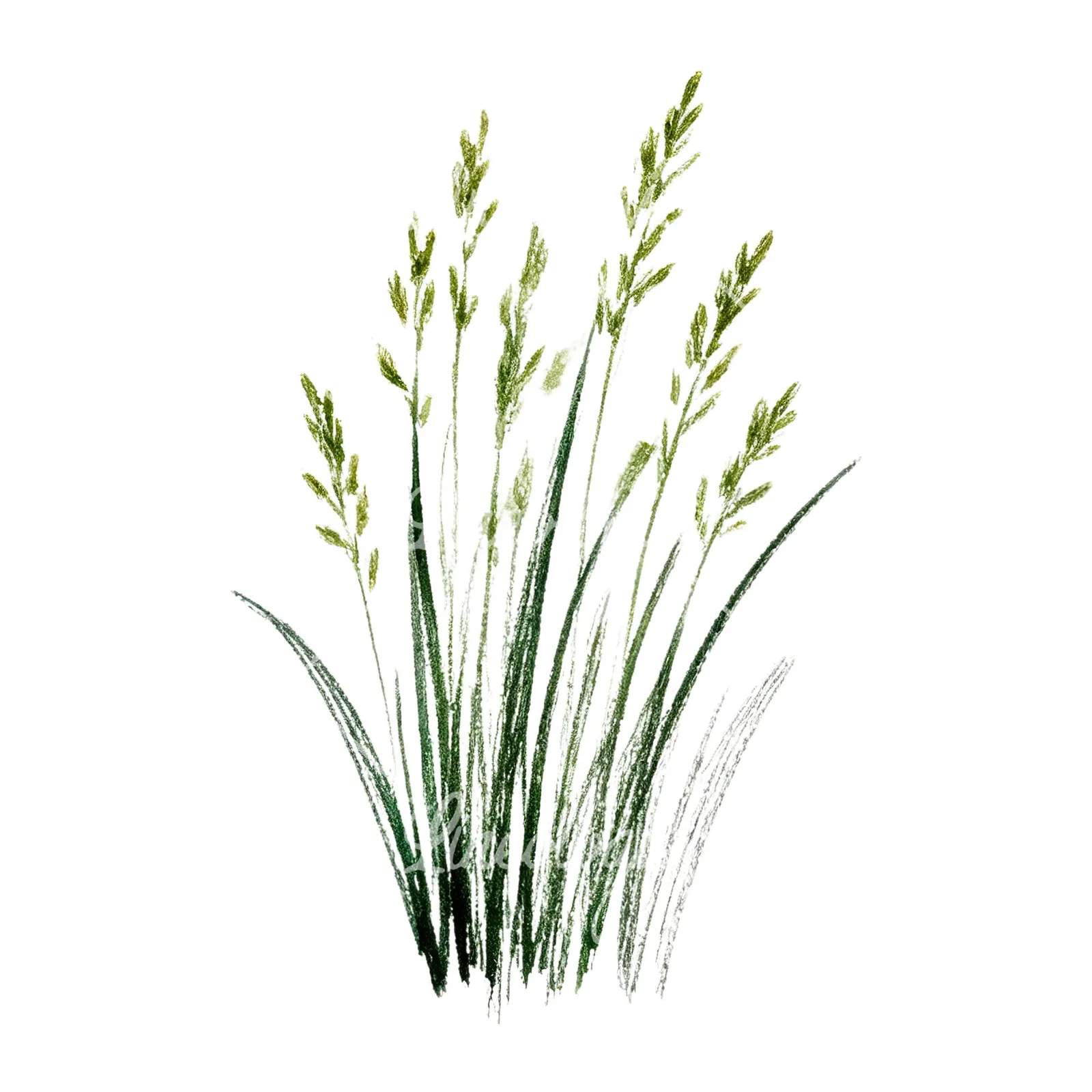 Watercolor dense meadow grass clusters clipart 5 of 9 on a white background (JPG)