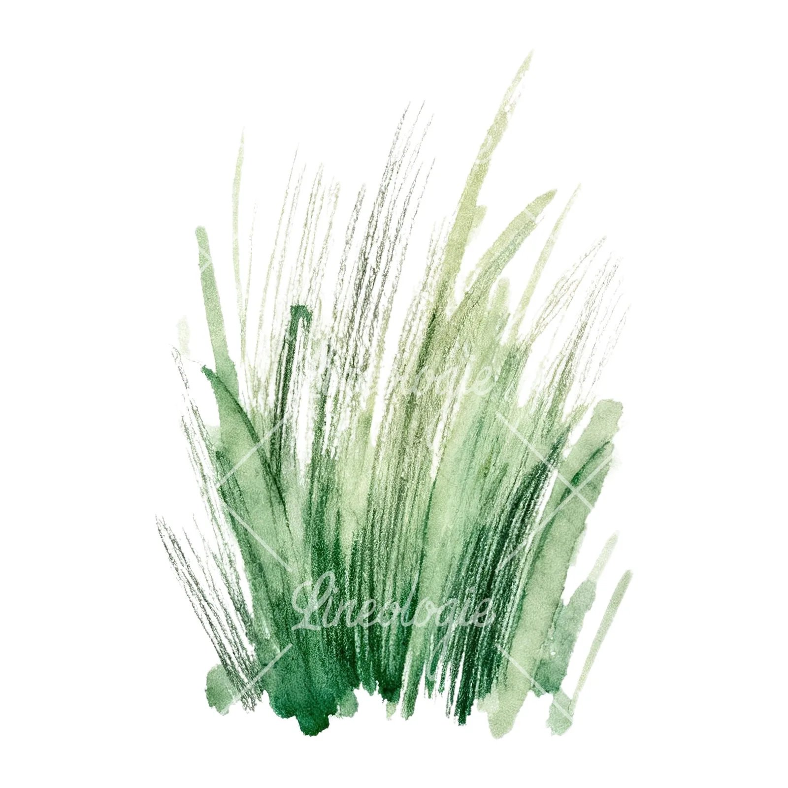 Watercolor dense meadow grass clusters clipart 7 of 9 on a white background (JPG)