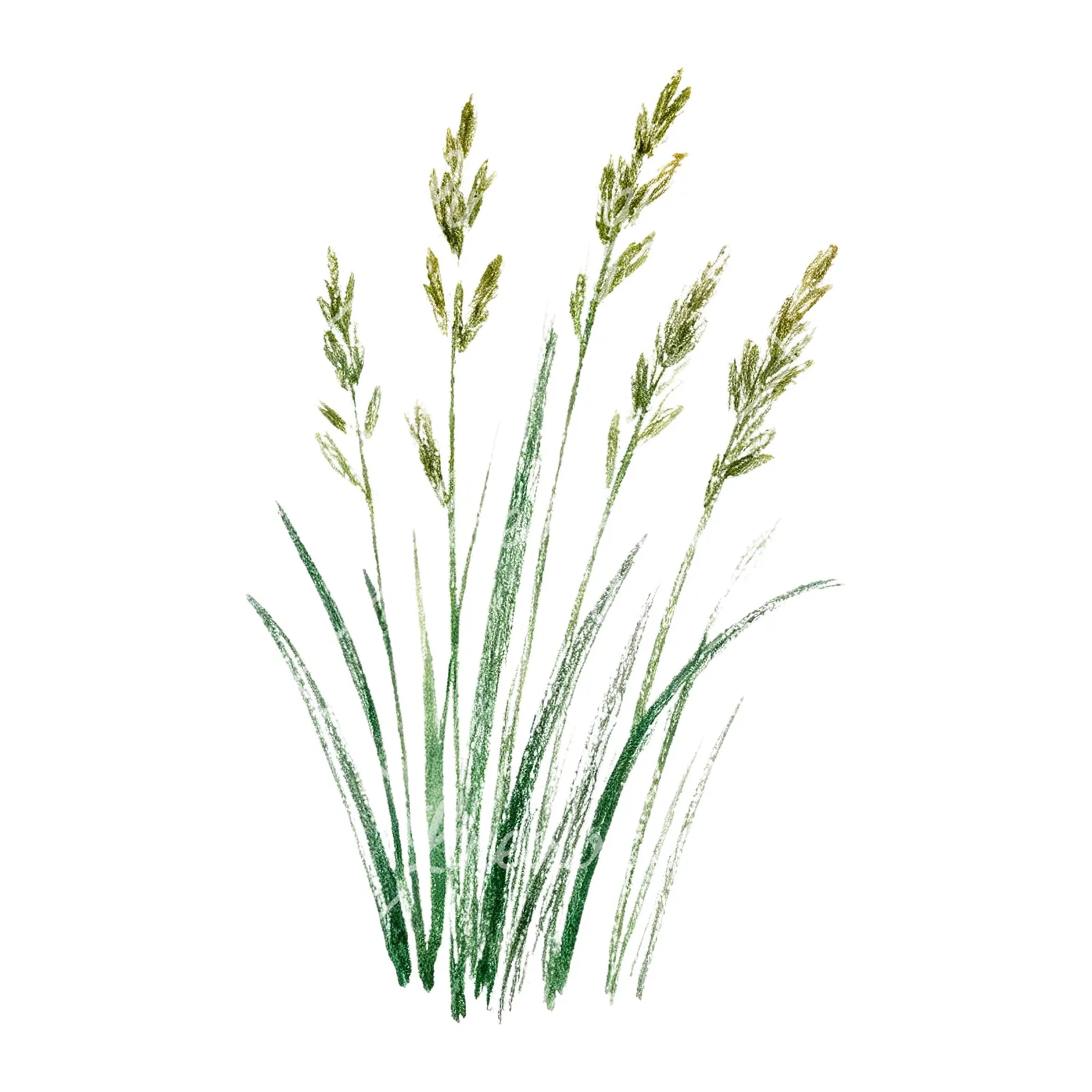 Watercolor dense meadow grass clusters clipart 8 of 9 on a white background (JPG)