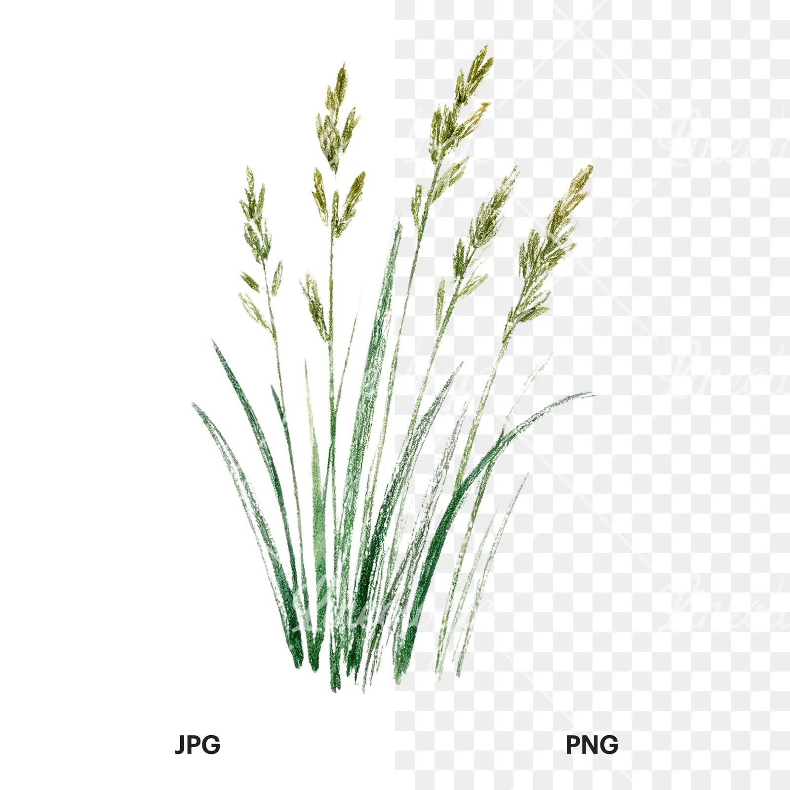 Watercolor dense meadow grass clusters clipart 8 of 9, as a JPG on white and a transparent PNG