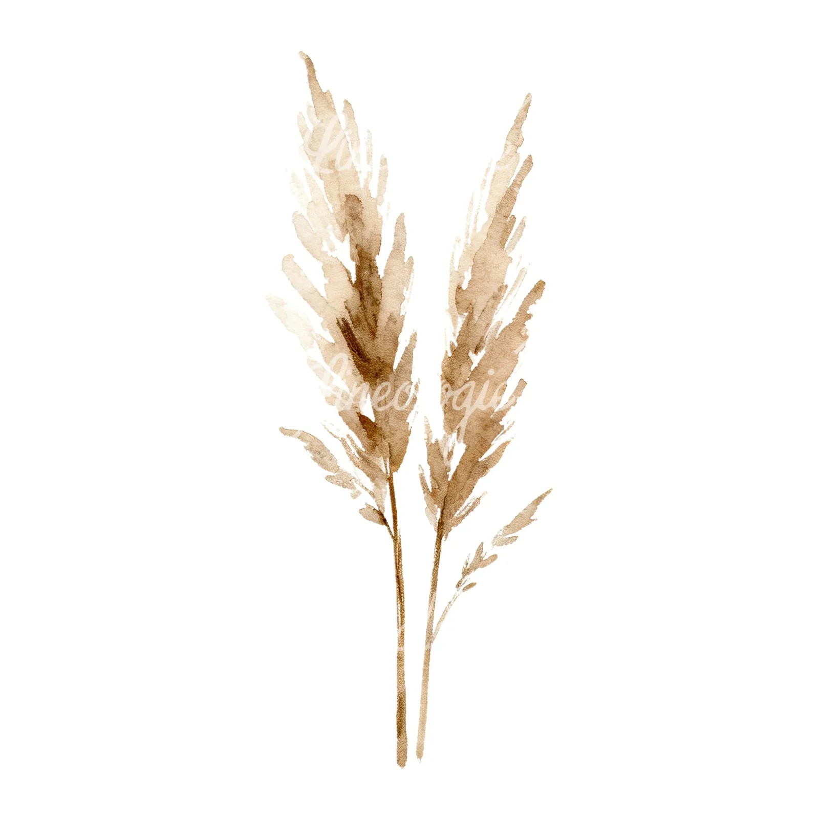Watercolor pampas grass earthy tones clipart 3 of 9 on a white background (JPG)