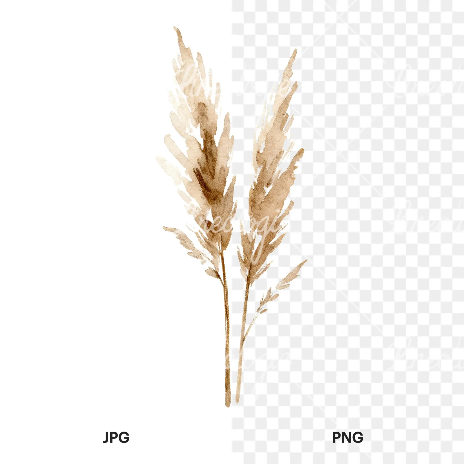 Watercolor pampas grass earthy tones clipart 3 of 9, as a JPG on white and a transparent PNG