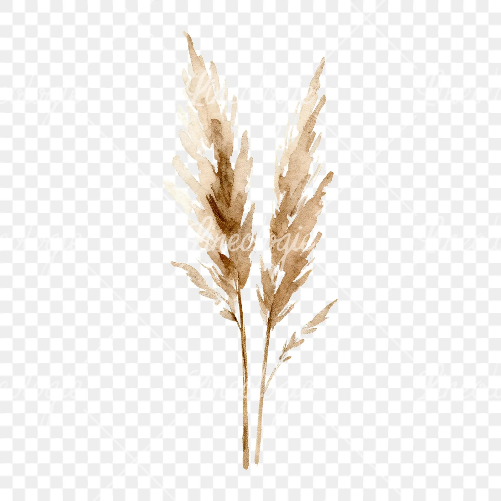 Watercolor pampas grass earthy tones clipart 3 of 9 on a transparent background (PNG)