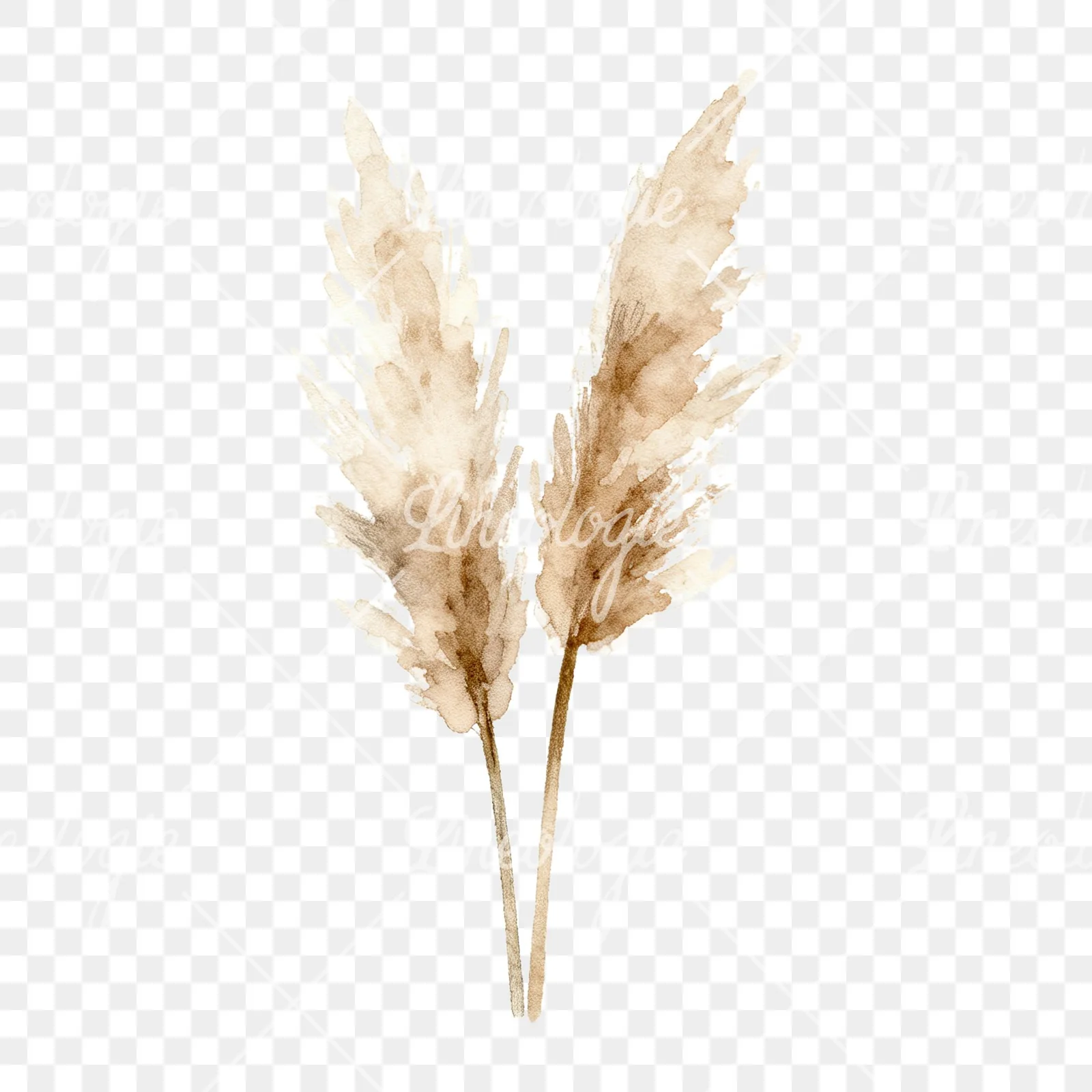 Watercolor pampas grass earthy tones clipart 5 of 9 on a transparent background (PNG)