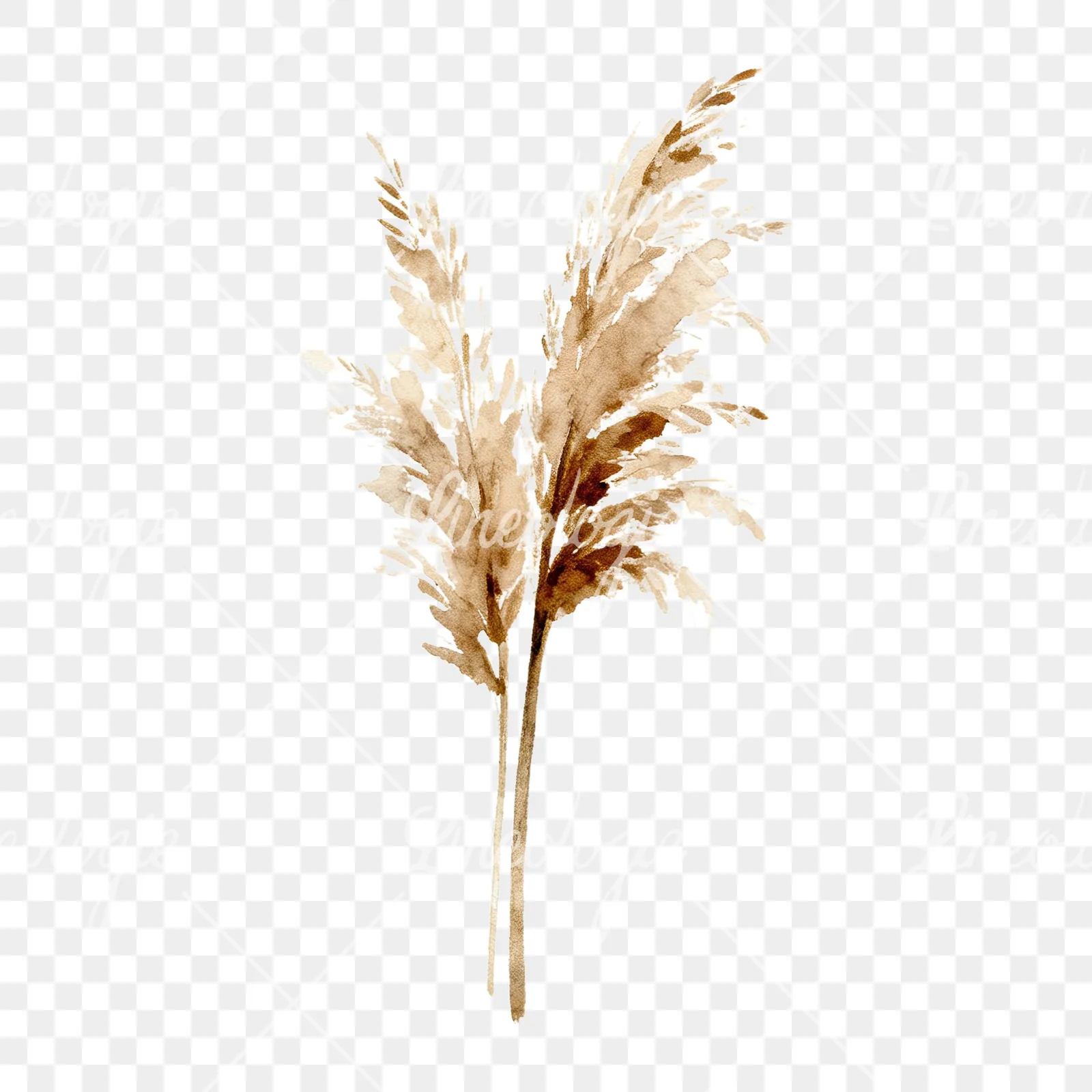 Watercolor pampas grass earthy tones clipart 7 of 9 on a transparent background (PNG)