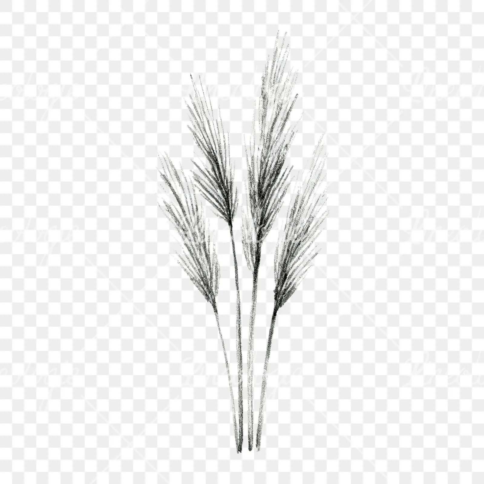 Watercolor pampas grass earthy tones clipart 8 of 9 on a transparent background (PNG)