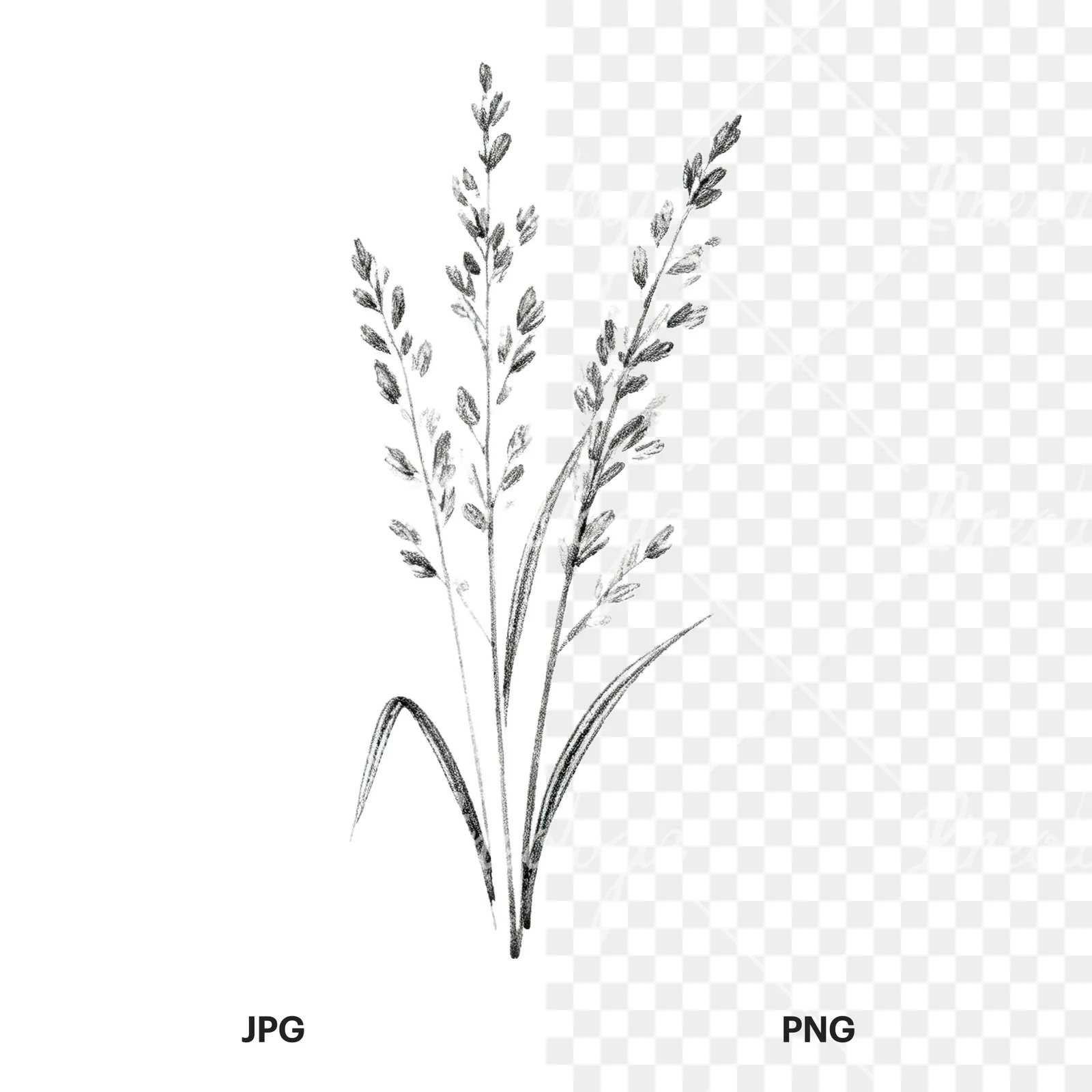 Watercolor pampas grass earthy tones clipart 9 of 9, as a JPG on white and a transparent PNG