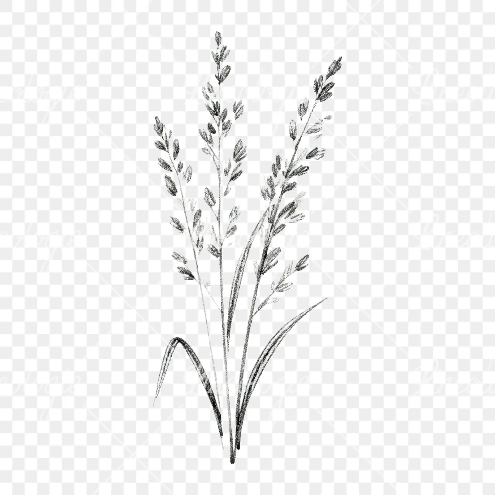 Watercolor pampas grass earthy tones clipart 9 of 9 on a transparent background (PNG)