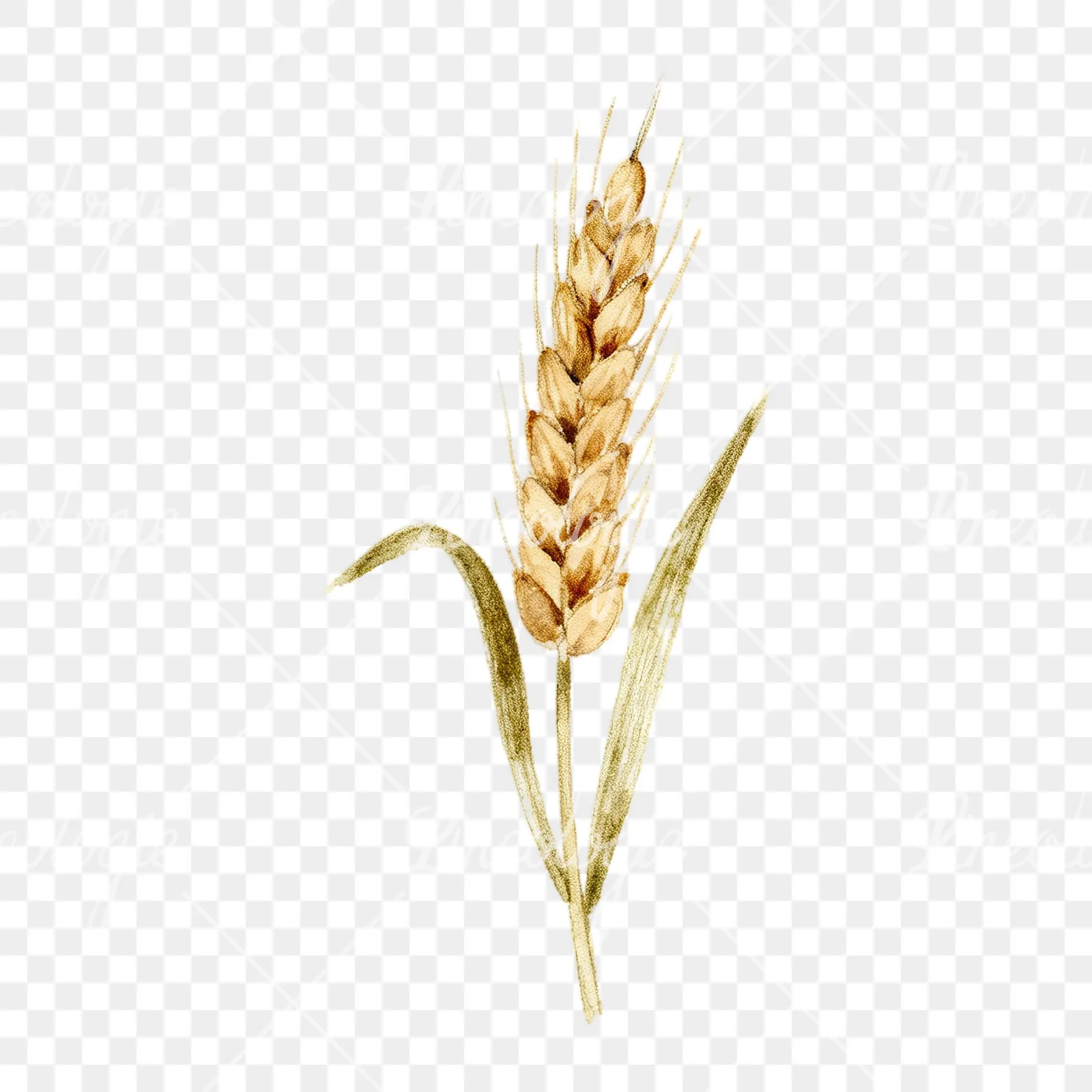 Watercolor wheat stalk clipart 1 of 9 on a transparent background (PNG)