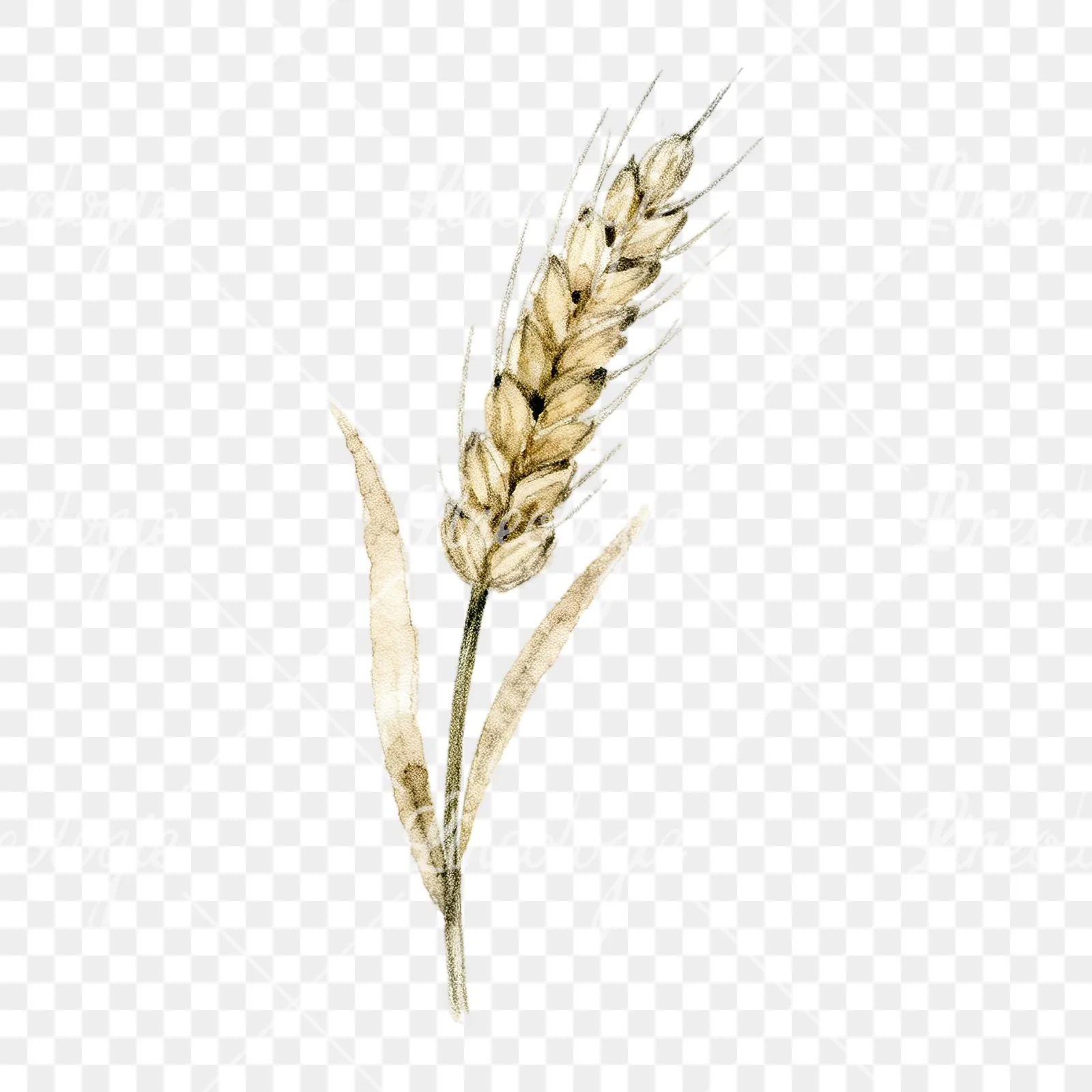 Watercolor wheat stalk clipart 2 of 9 on a transparent background (PNG)