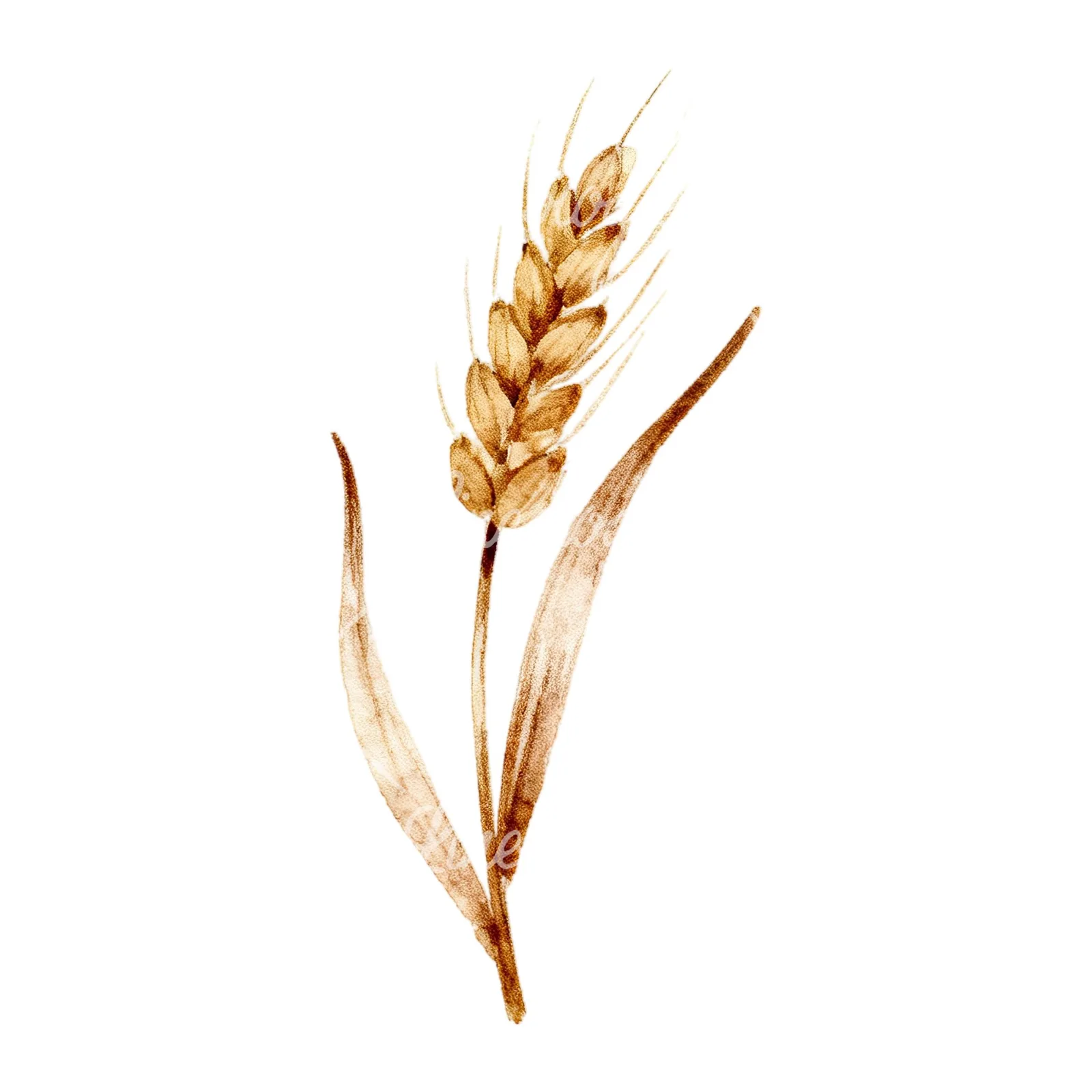 Watercolor wheat stalk clipart 3 of 9 on a white background (JPG)