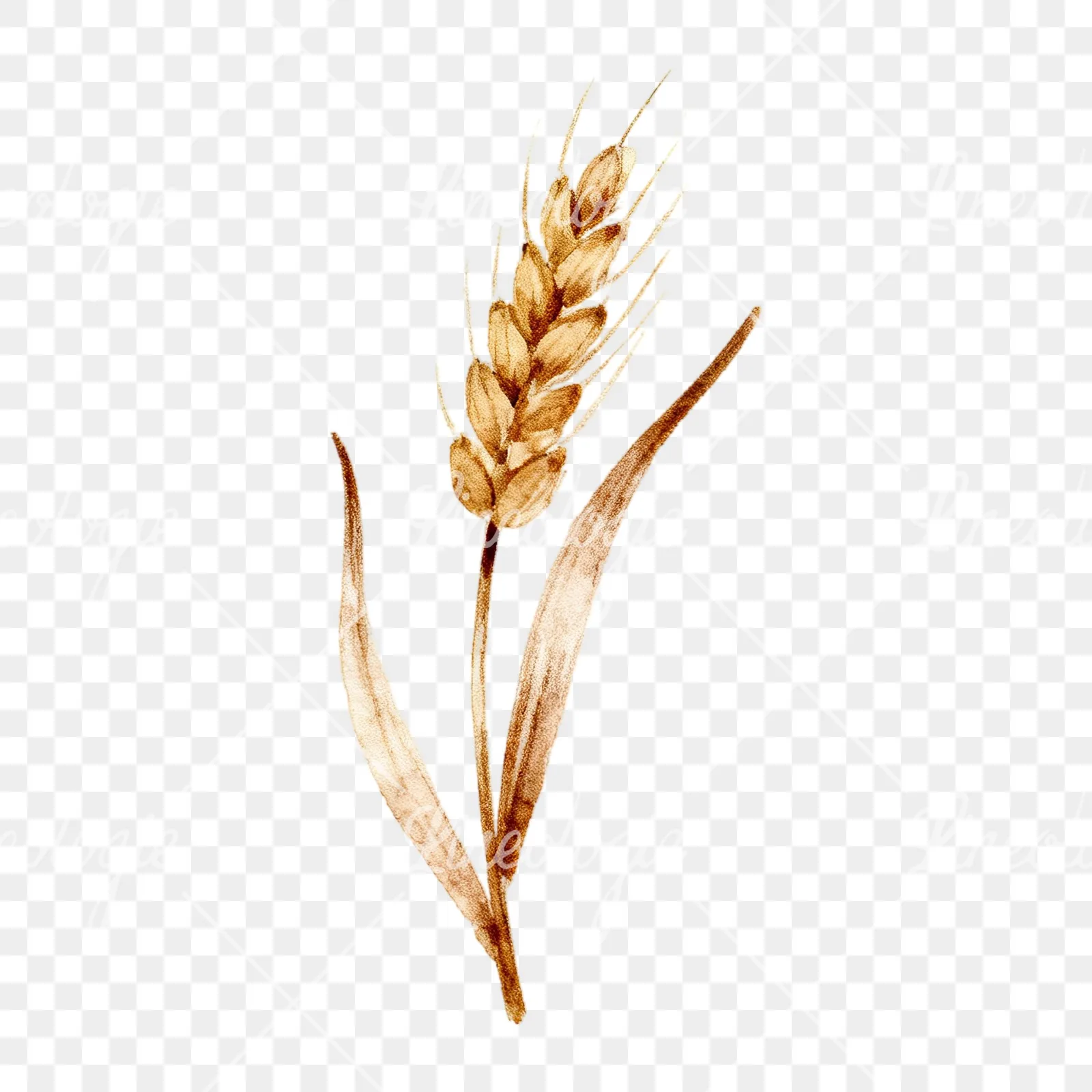 Watercolor wheat stalk clipart 3 of 9 on a transparent background (PNG)