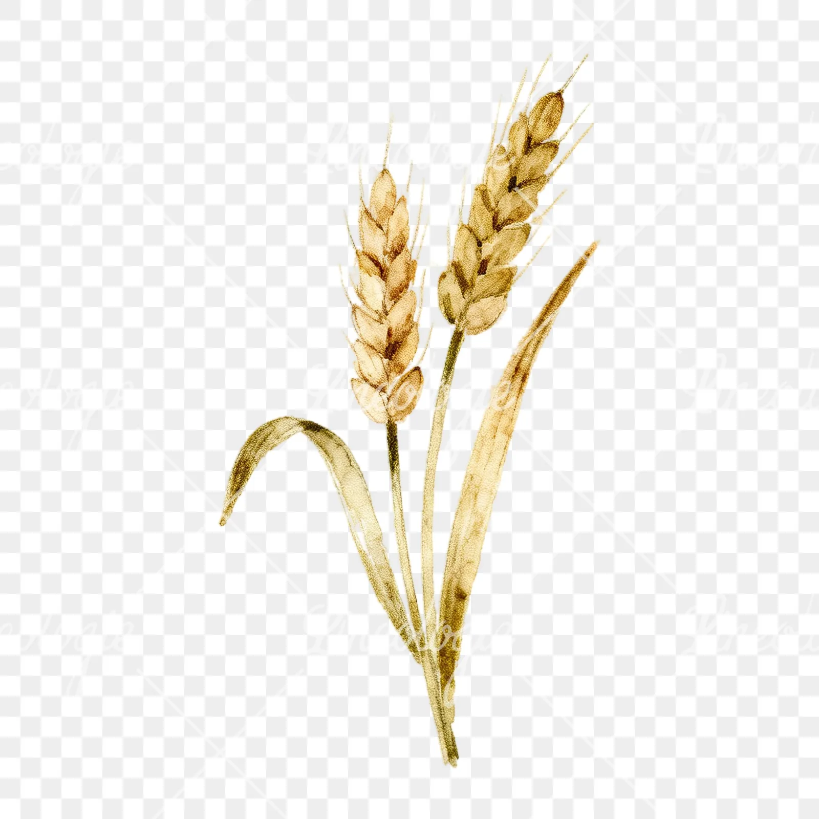 Watercolor wheat stalk clipart 4 of 9 on a transparent background (PNG)