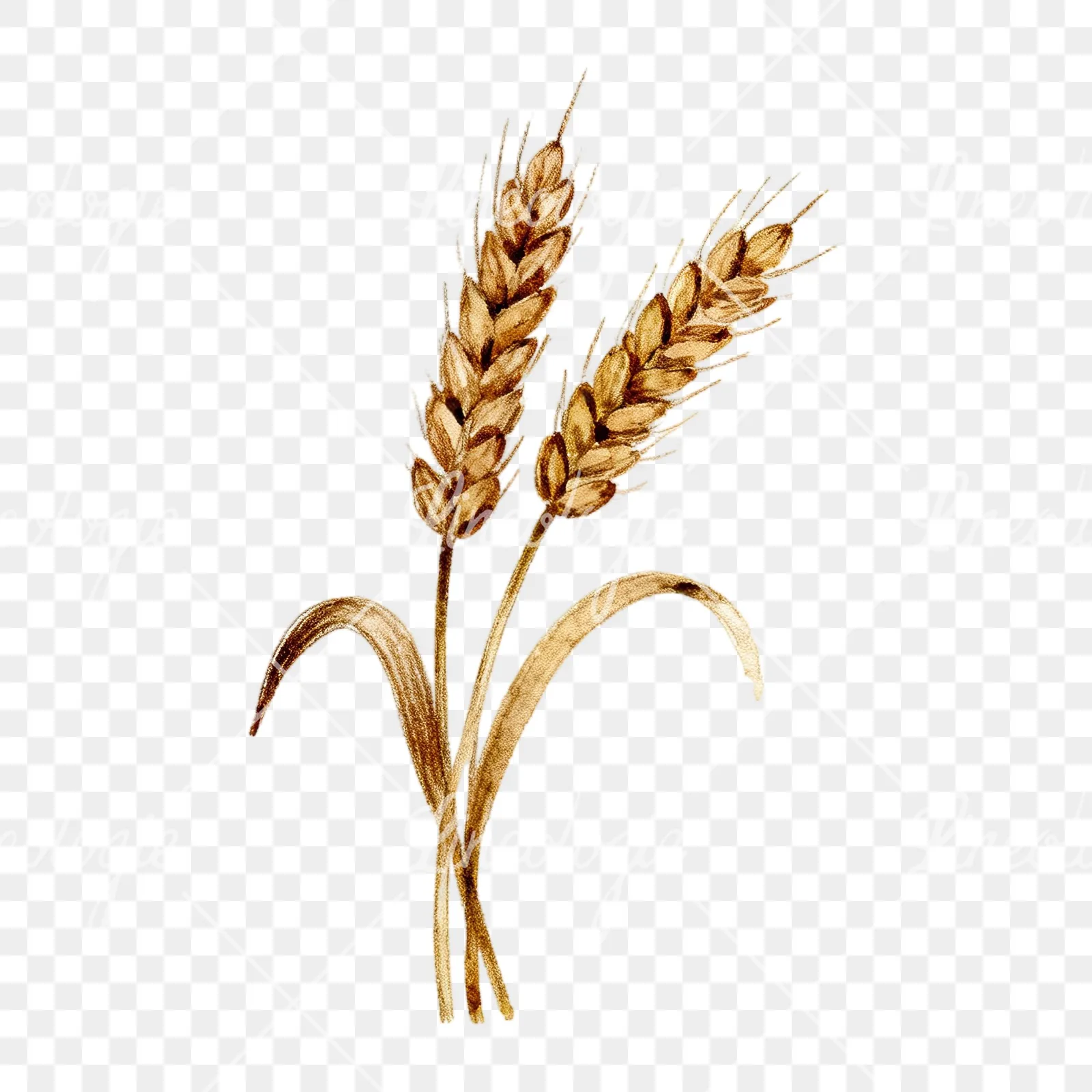 Watercolor wheat stalk clipart 5 of 9 on a transparent background (PNG)