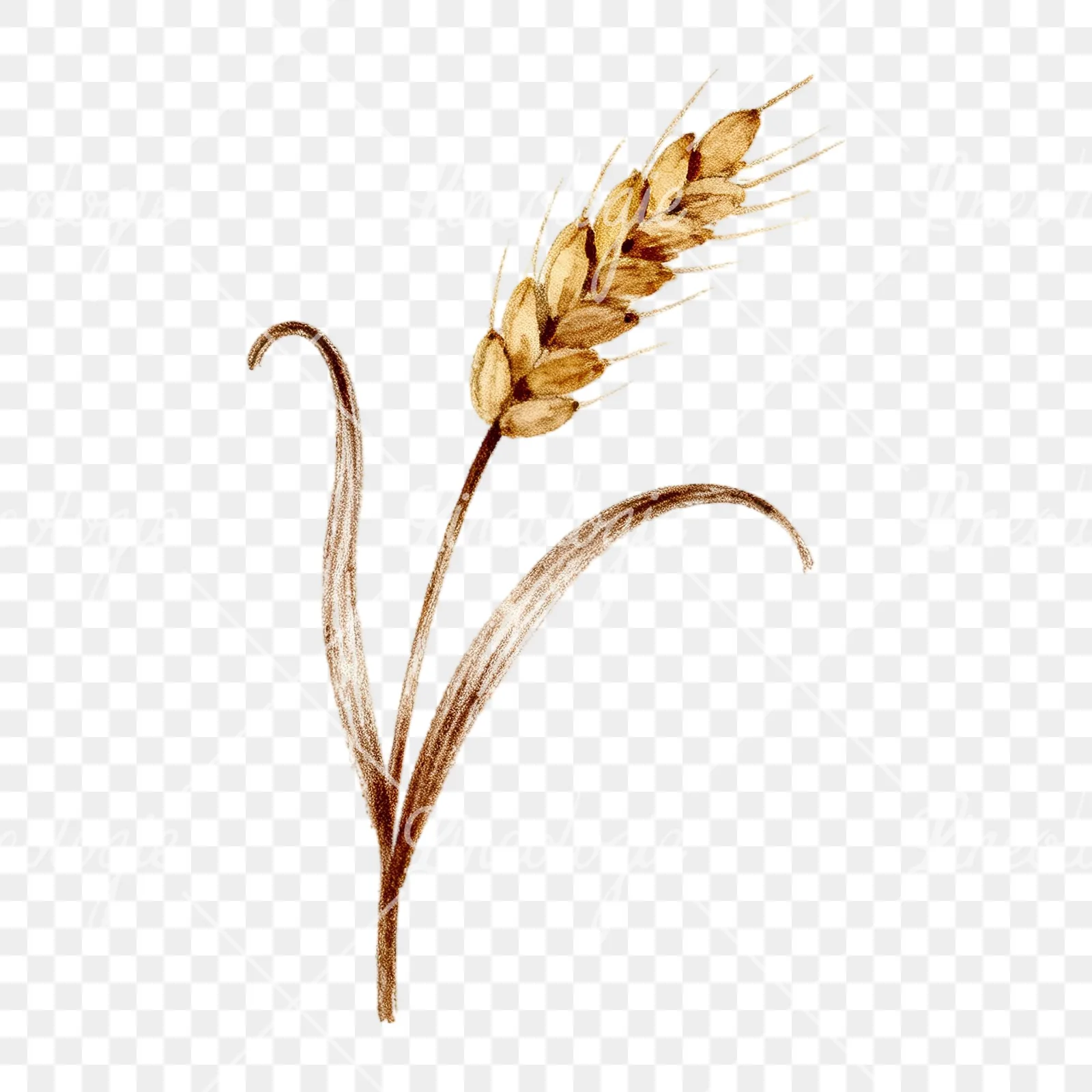 Watercolor wheat stalk clipart 6 of 9 on a transparent background (PNG)