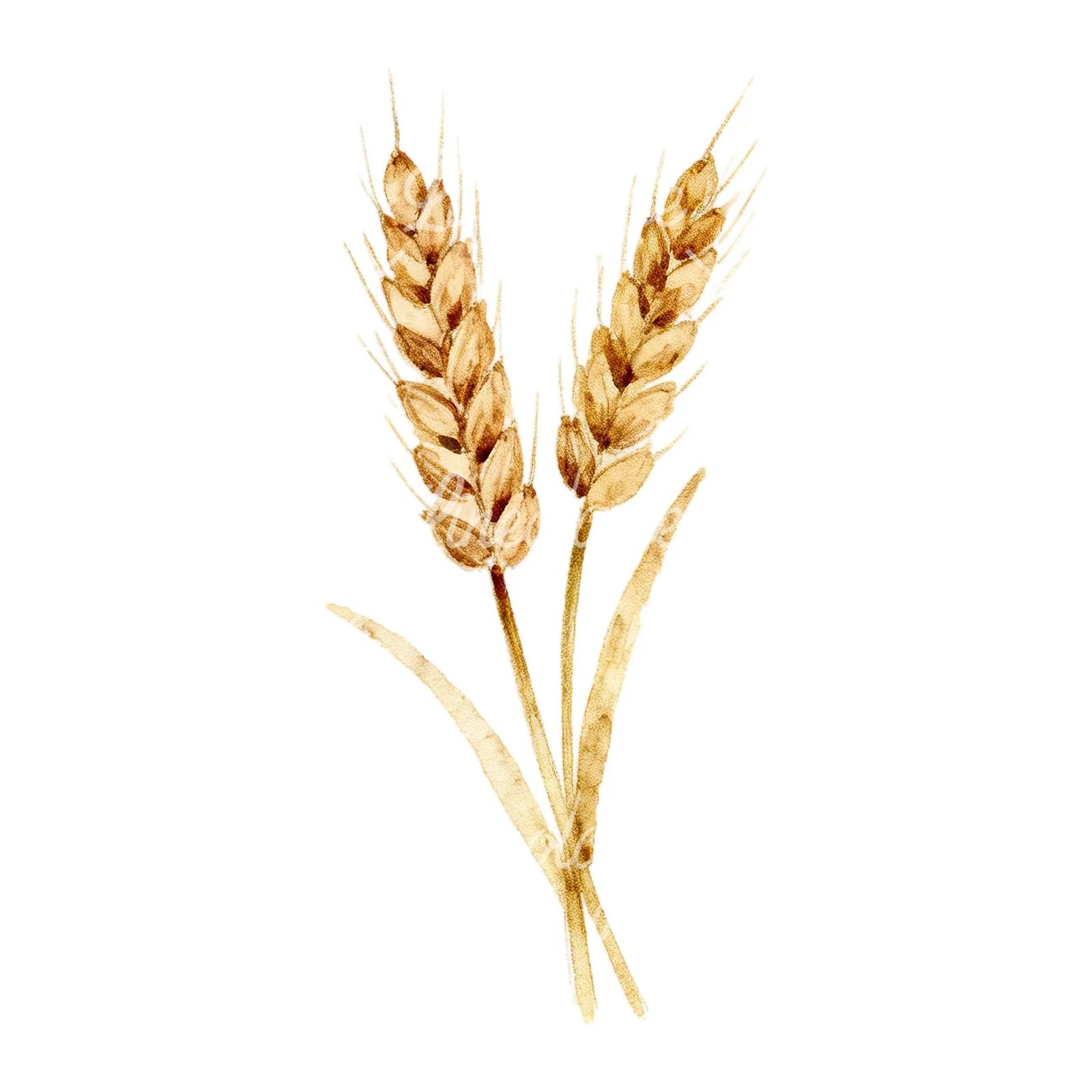 Watercolor wheat stalk clipart 7 of 9 on a white background (JPG)