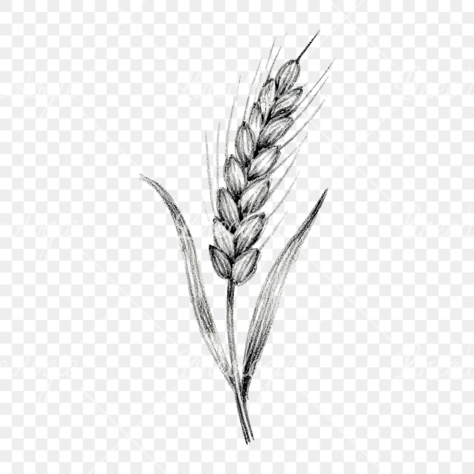 Watercolor wheat stalk clipart 8 of 9 on a transparent background (PNG)