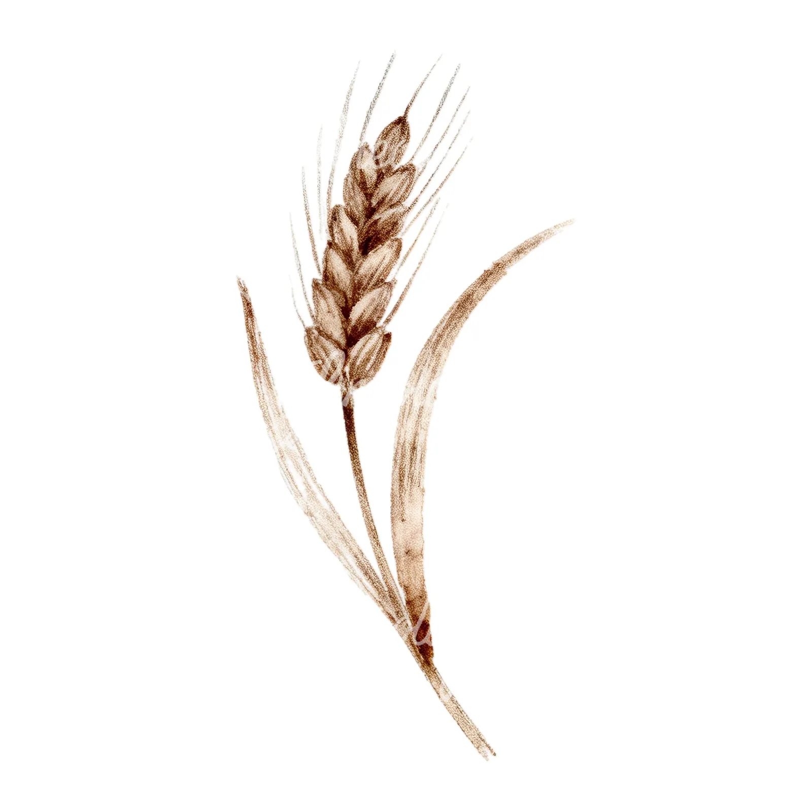 Watercolor wheat stalk clipart 9 of 9 on a white background (JPG)
