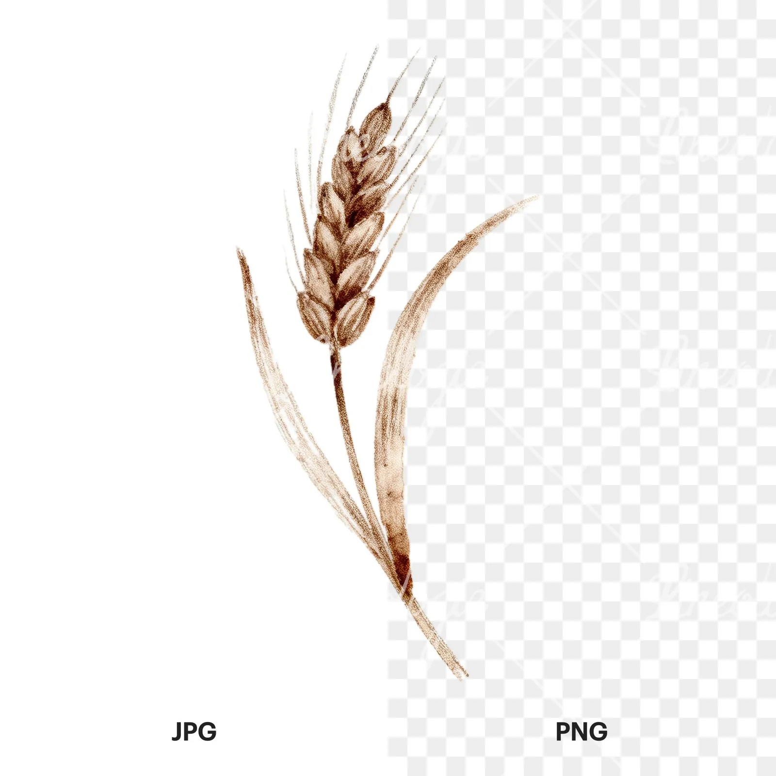 Watercolor wheat stalk clipart 9 of 9, as a JPG on white and a transparent PNG