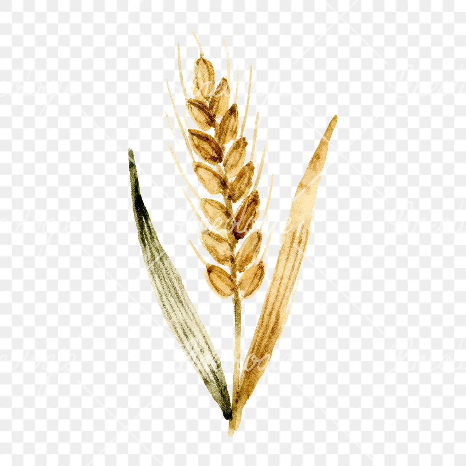 Watercolor wheat stem clipart 9 of 9 on a transparent background (PNG)