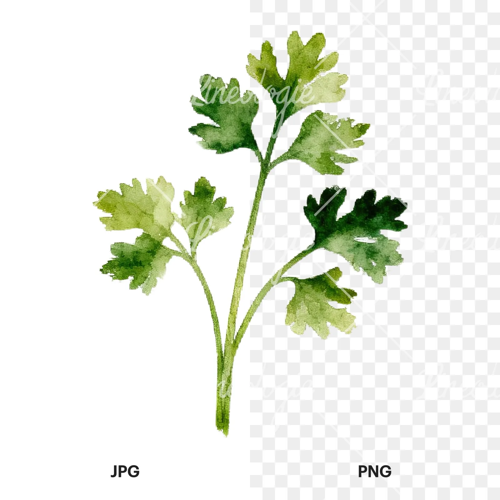 Watercolor herb sprig and cluster clipart 1 of 12, as a JPG on white and a transparent PNG