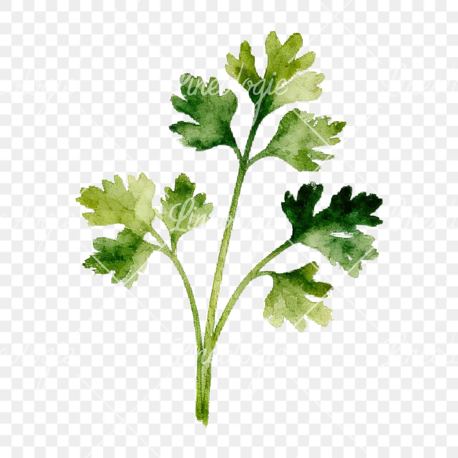 Watercolor herb sprig and cluster clipart 1 of 12 on a transparent background (PNG)