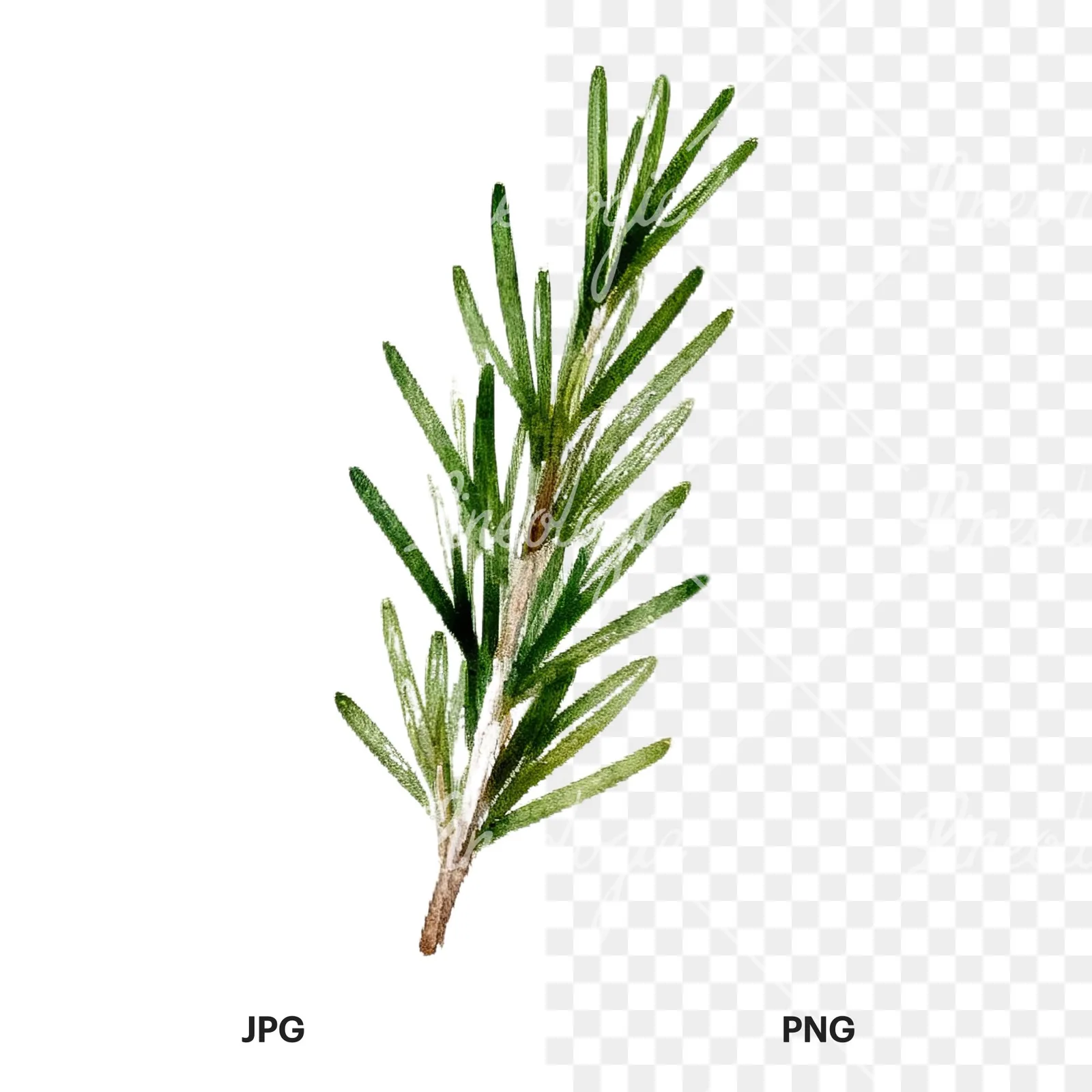 Watercolor herb sprig and cluster clipart 2 of 12, as a JPG on white and a transparent PNG