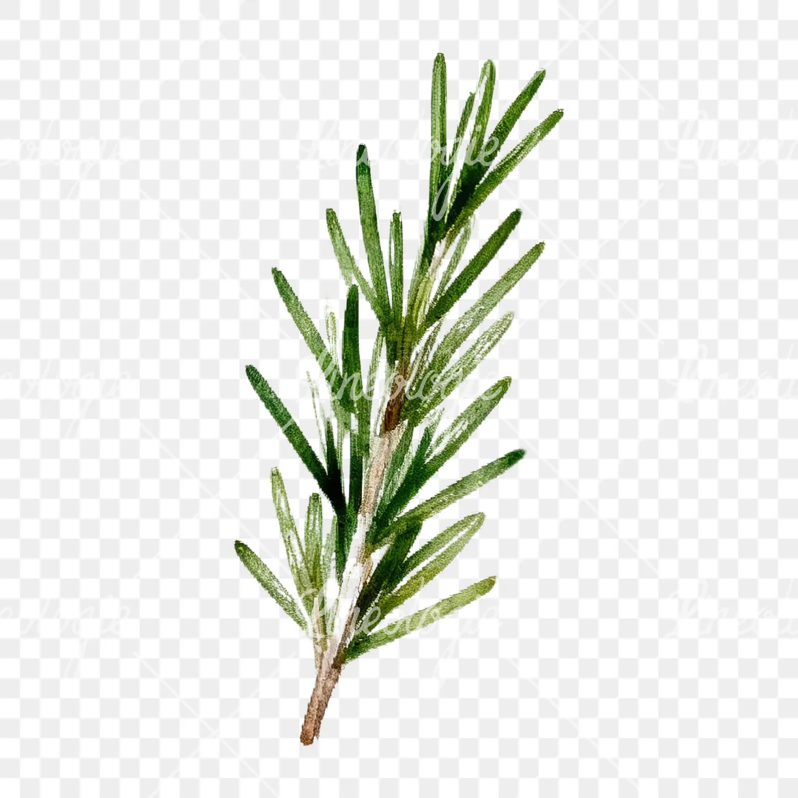 Watercolor herb sprig and cluster clipart 2 of 12 on a transparent background (PNG)