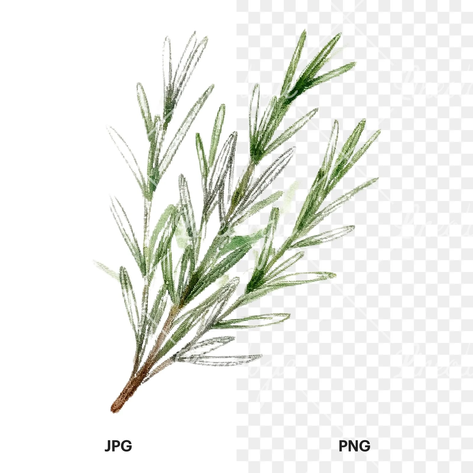 Watercolor herb sprig and cluster clipart 3 of 12, as a JPG on white and a transparent PNG