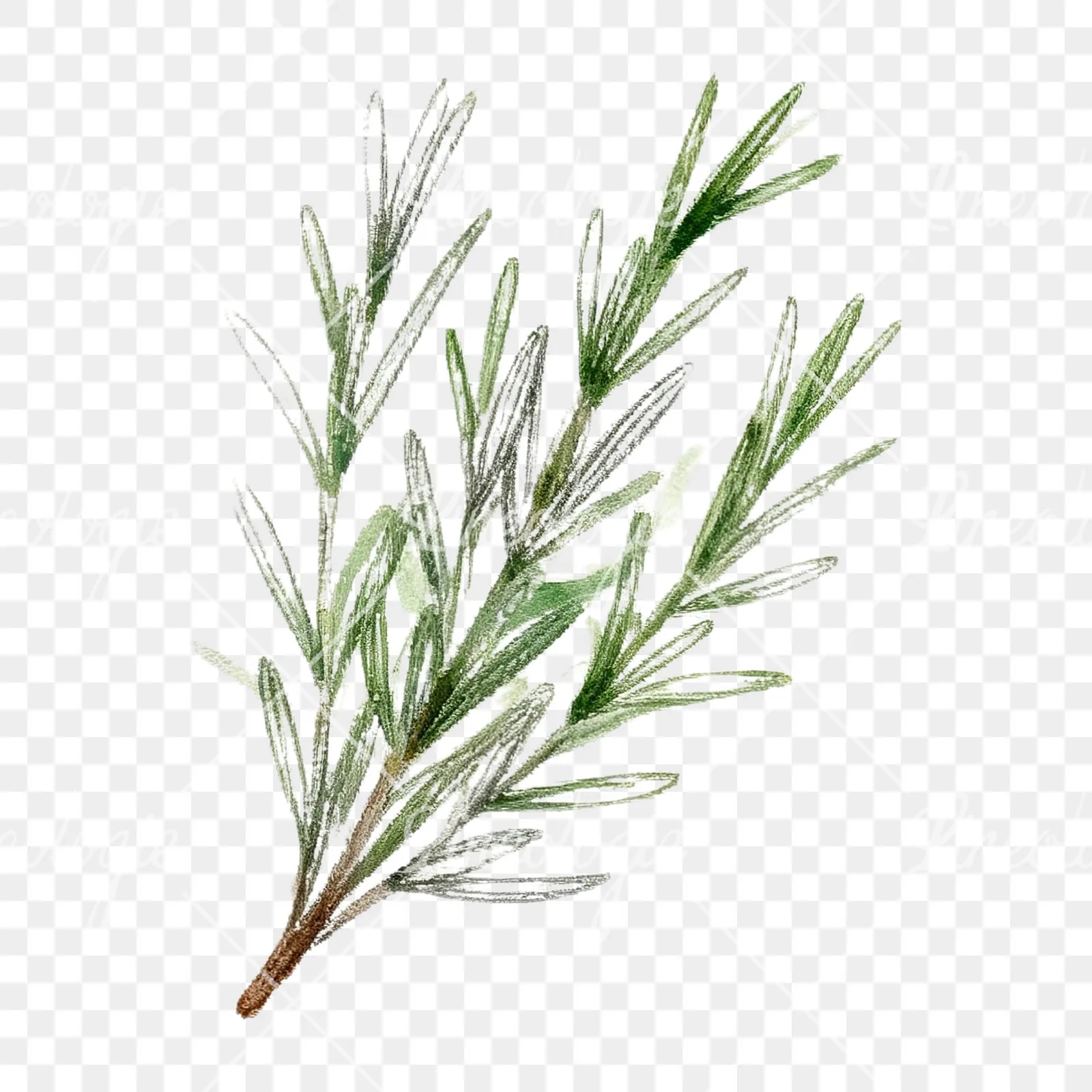 Watercolor herb sprig and cluster clipart 3 of 12 on a transparent background (PNG)