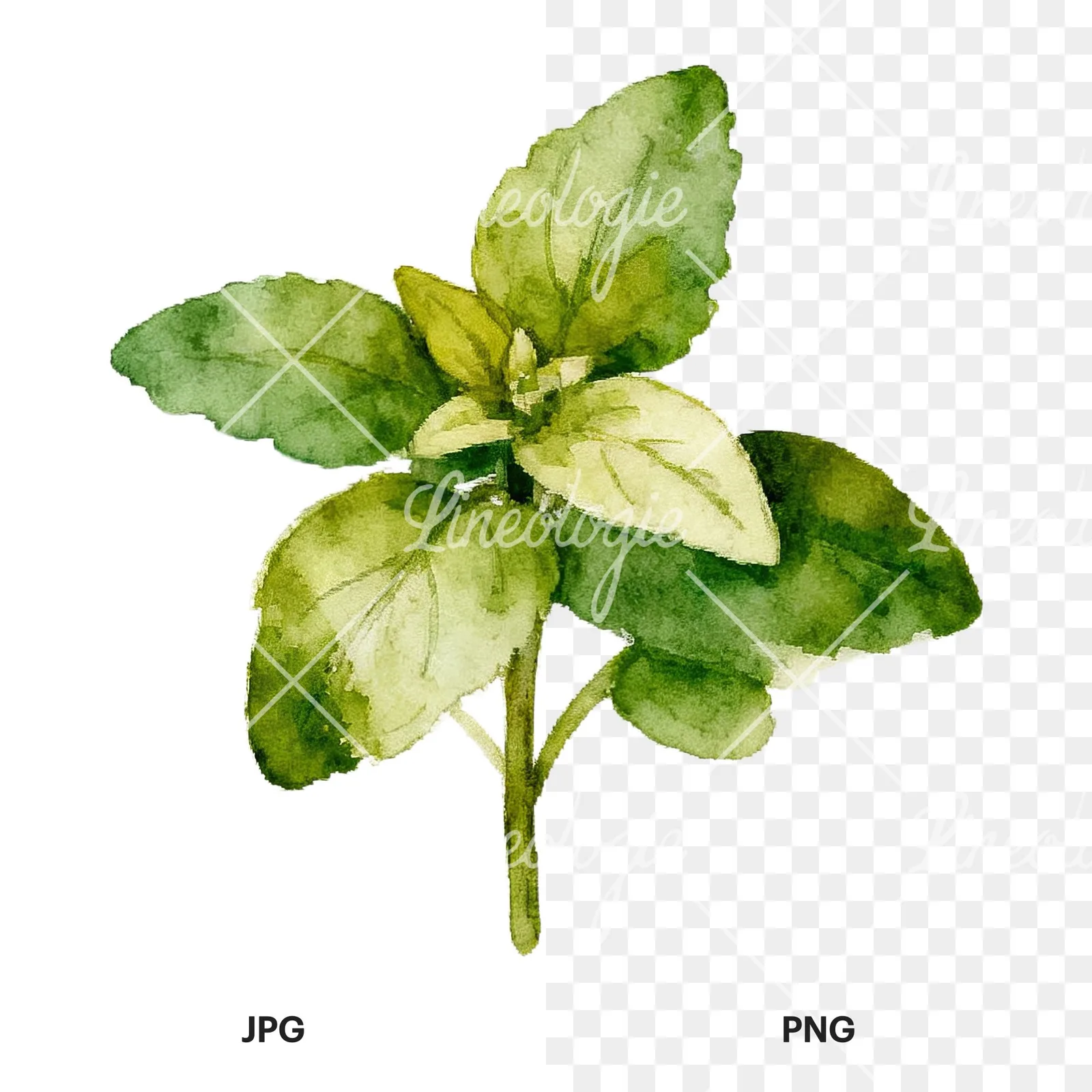 Watercolor herb sprig and cluster clipart 4 of 12, as a JPG on white and a transparent PNG