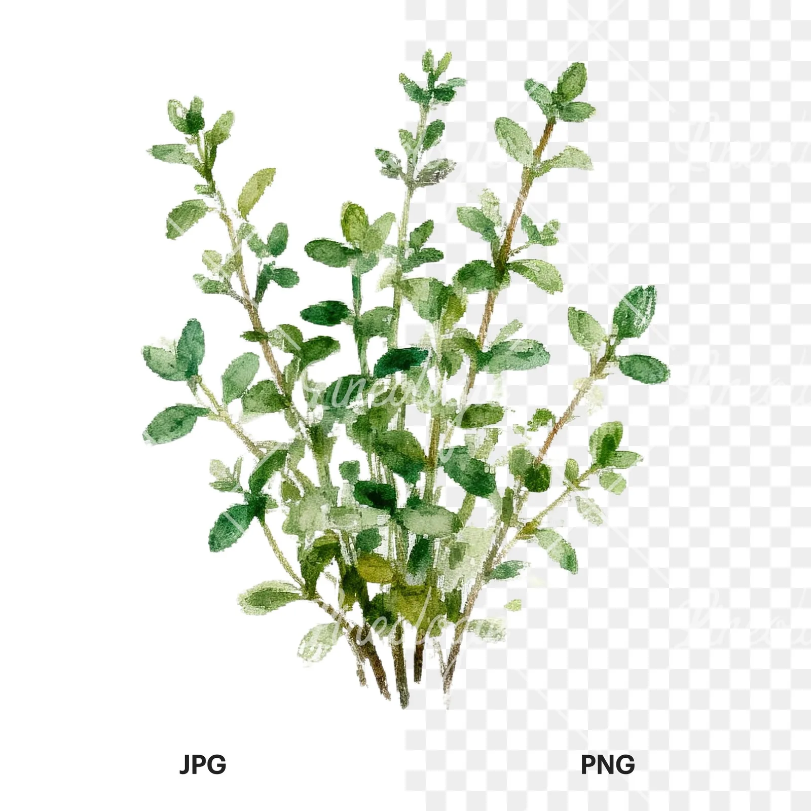 Watercolor herb sprig and cluster clipart 5 of 12, as a JPG on white and a transparent PNG