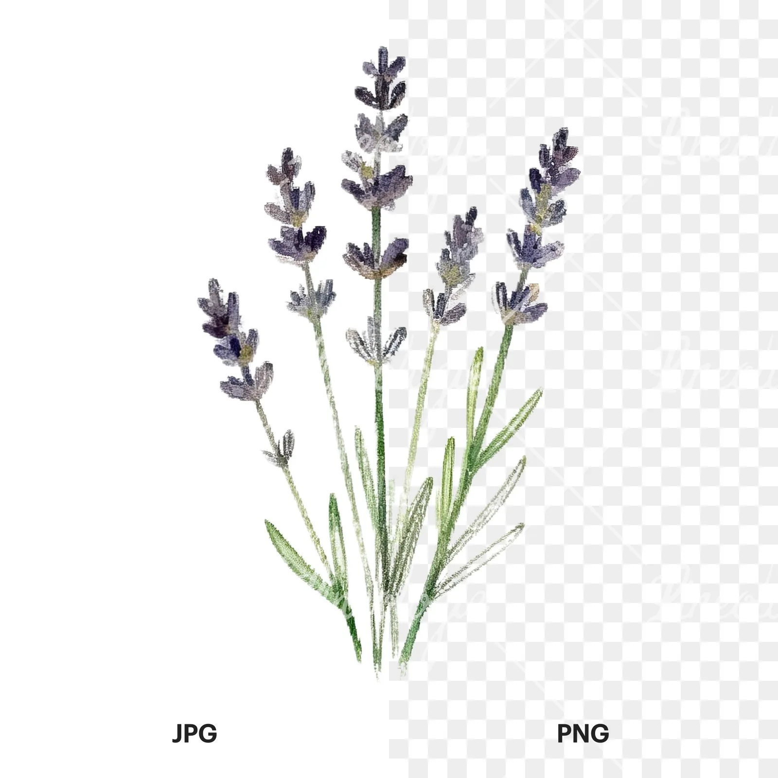 Watercolor herb sprig and cluster clipart 6 of 12, as a JPG on white and a transparent PNG