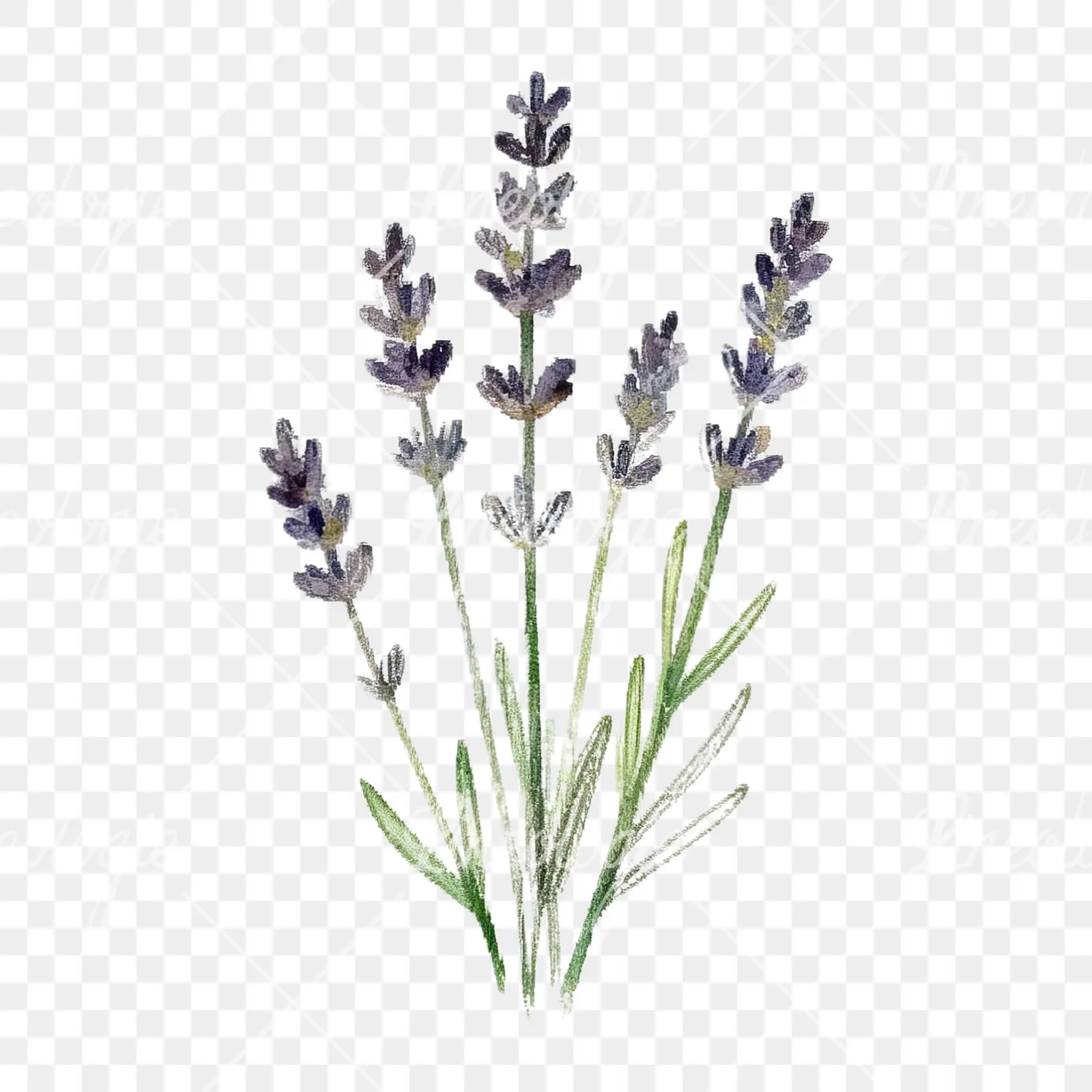Watercolor herb sprig and cluster clipart 6 of 12 on a transparent background (PNG)