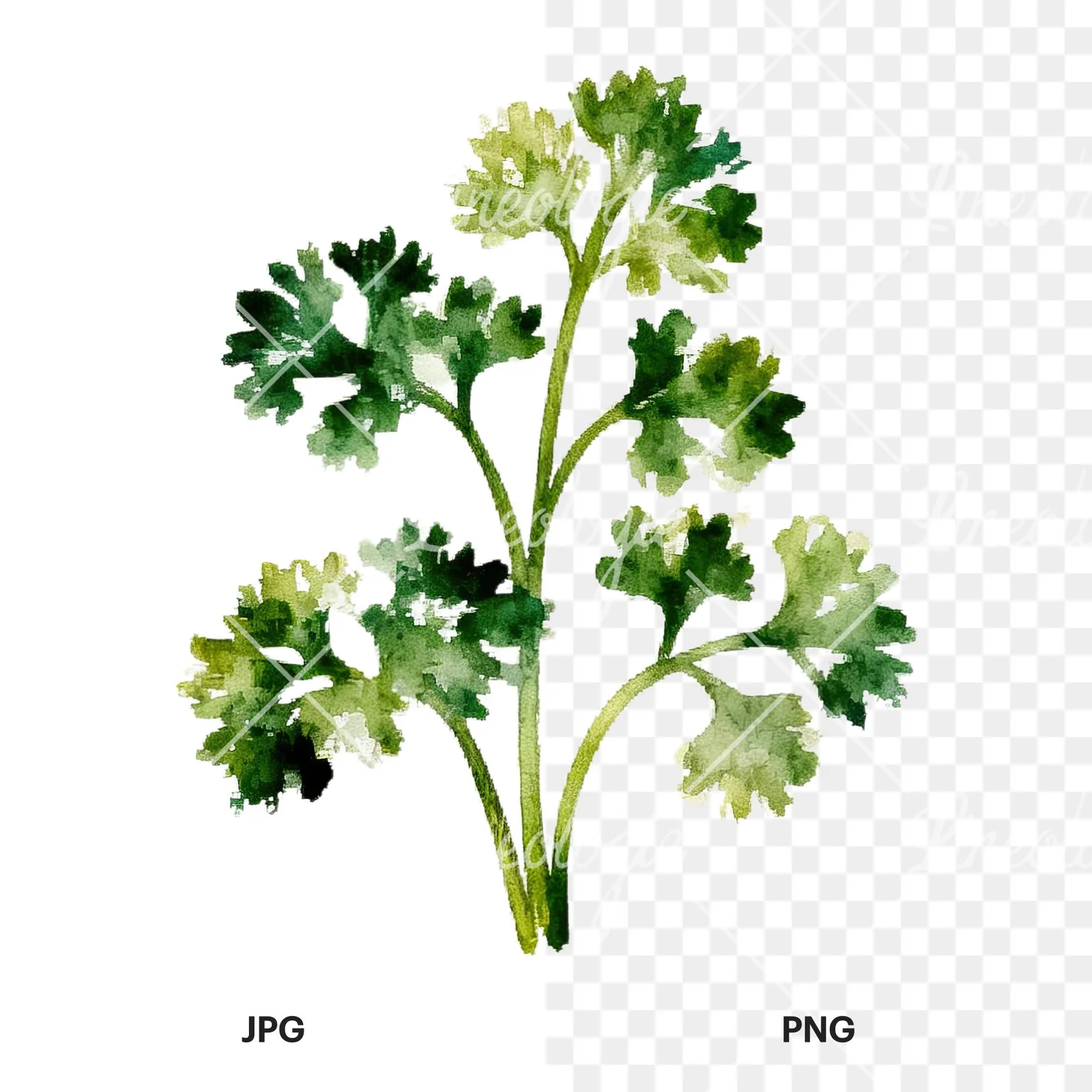 Watercolor herb sprig and cluster clipart 7 of 12, as a JPG on white and a transparent PNG