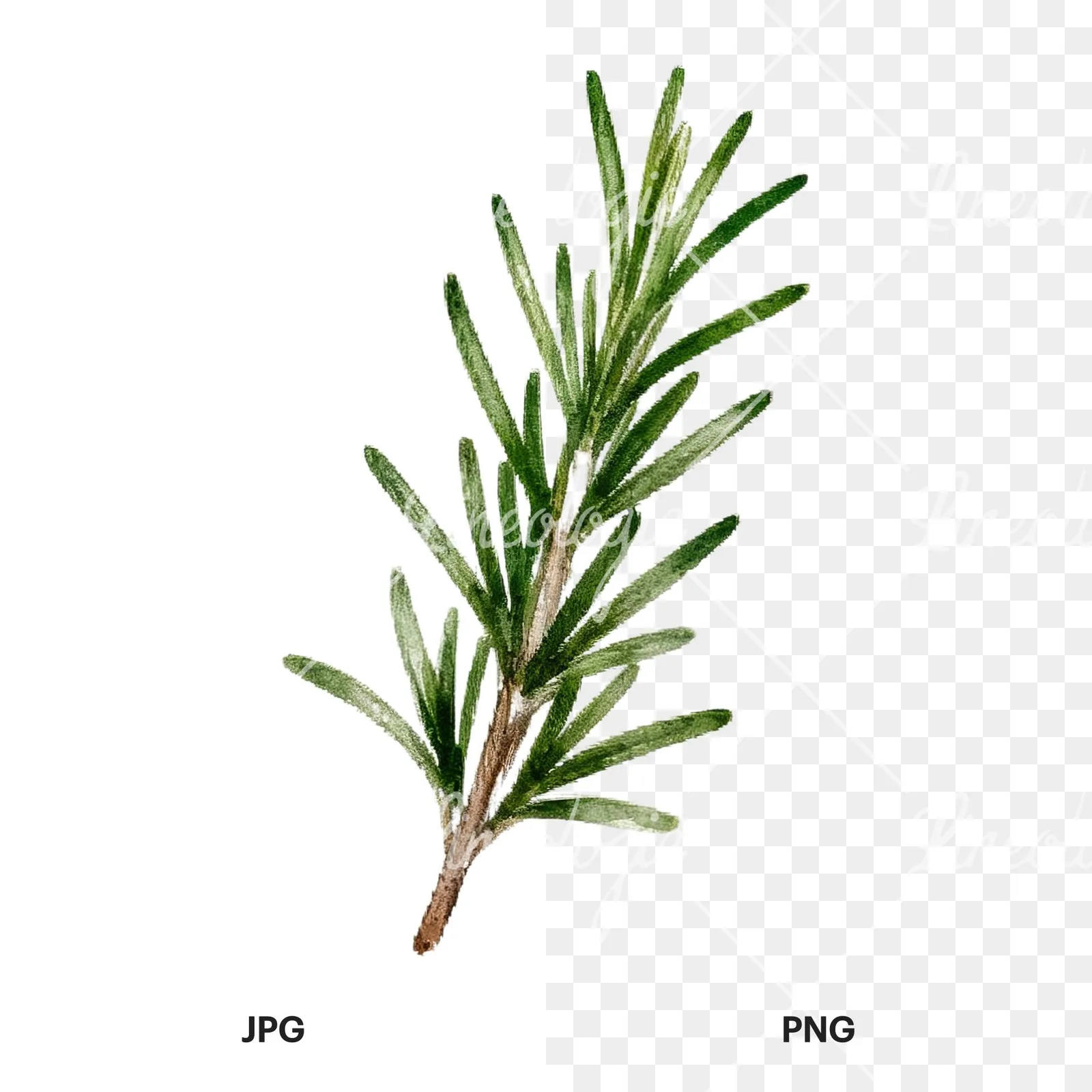 Watercolor herb sprig and cluster clipart 8 of 12, as a JPG on white and a transparent PNG