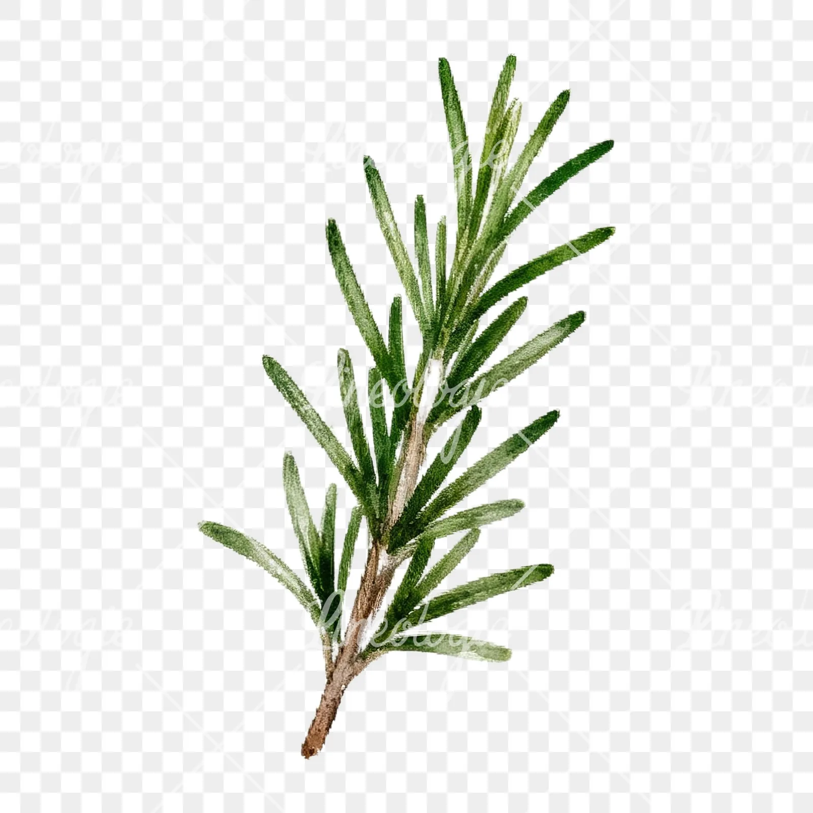 Watercolor herb sprig and cluster clipart 8 of 12 on a transparent background (PNG)